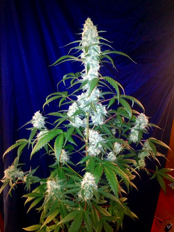 West Coast O.G.