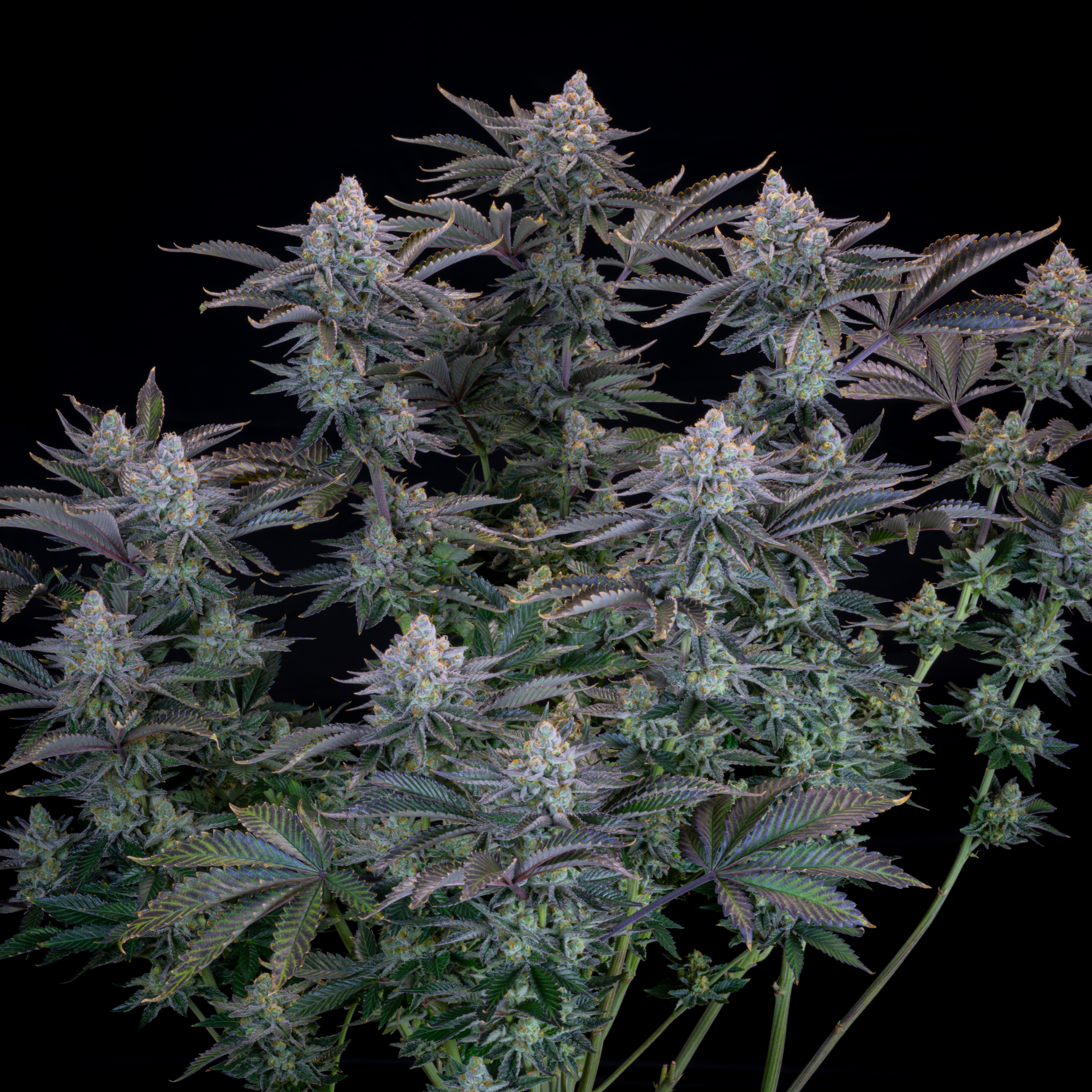 Gorilla Cookies FF