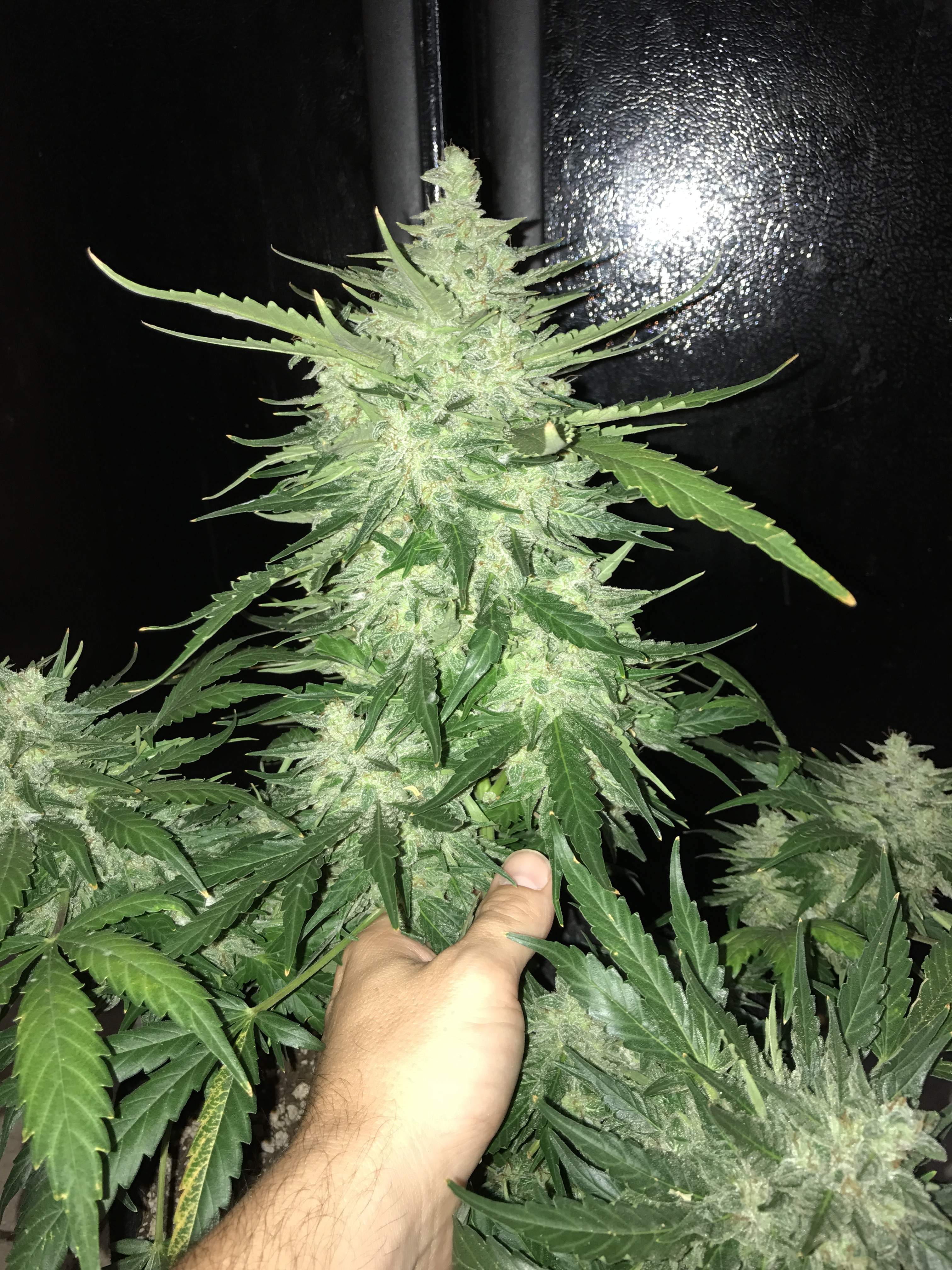 CBD Crack