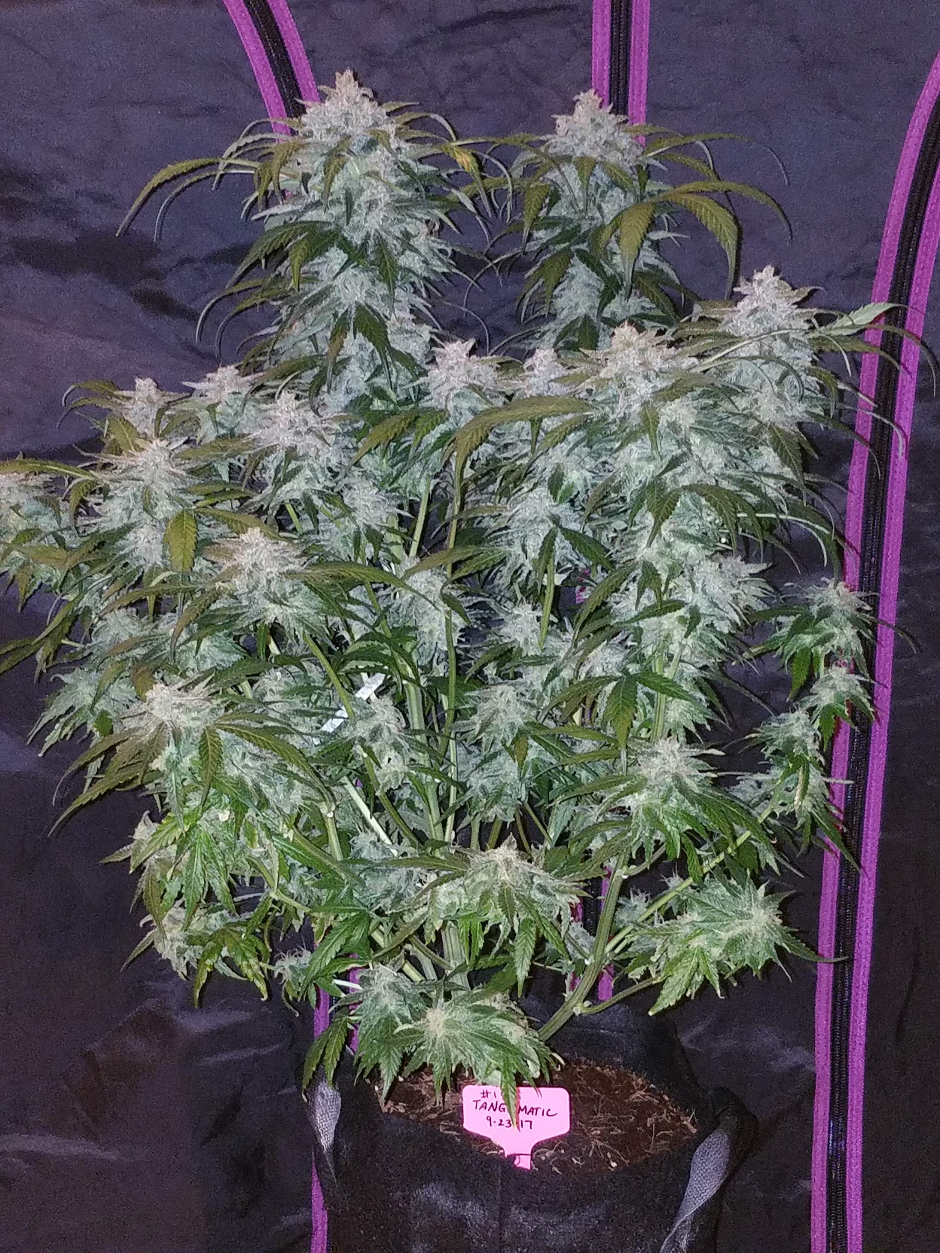Tangie Matic