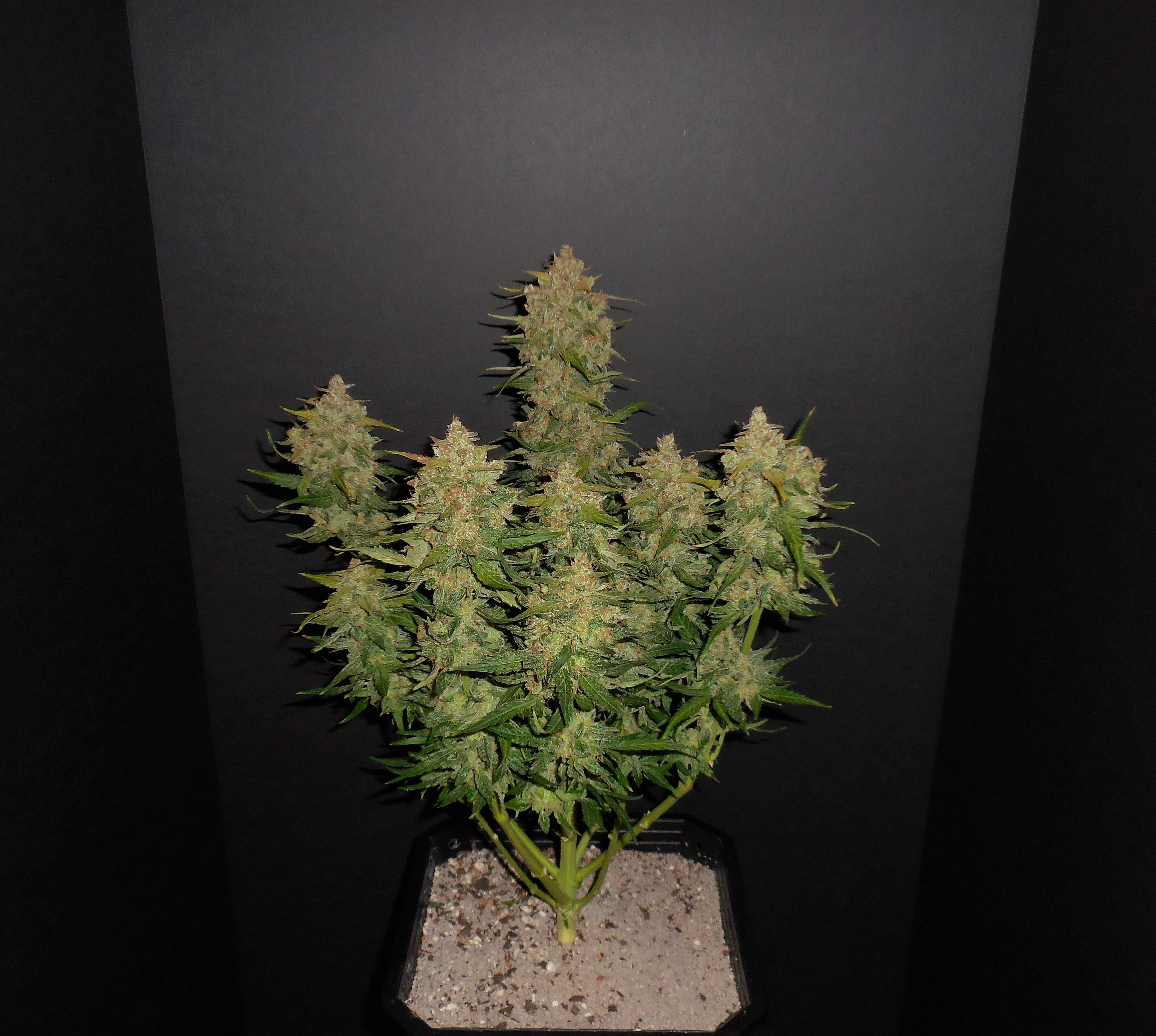 Lemon AK