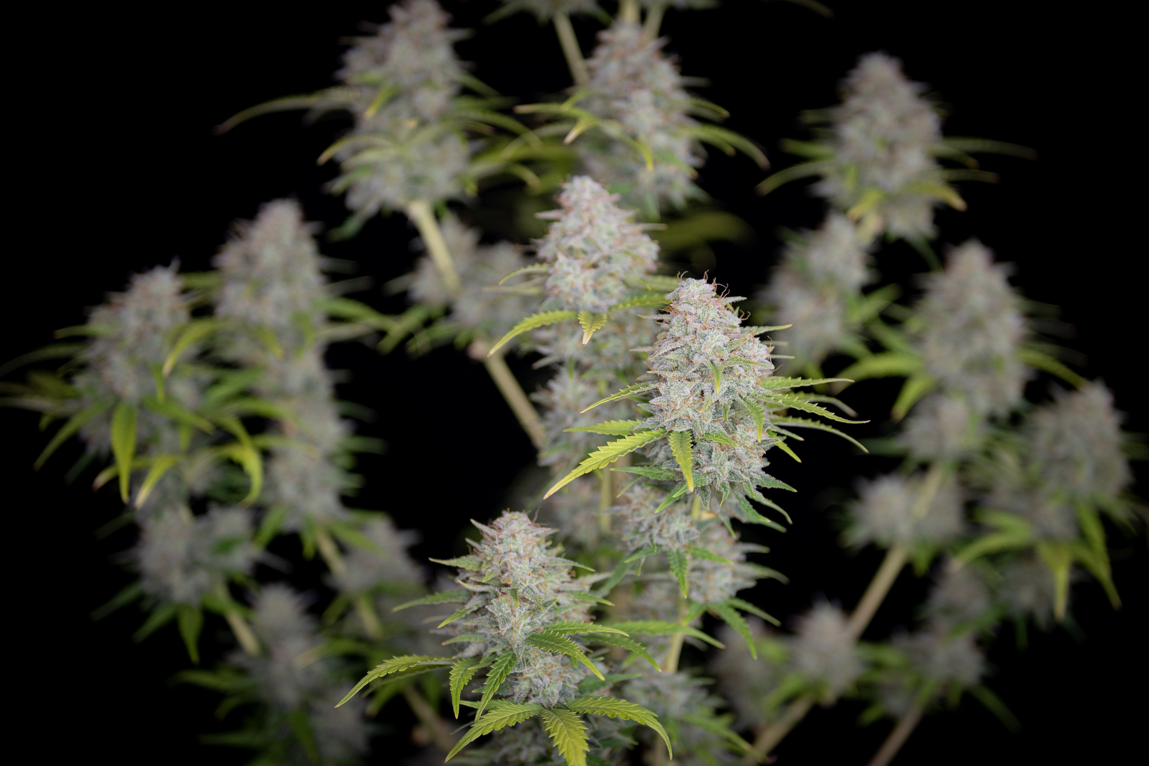 Orange Sherbet Auto