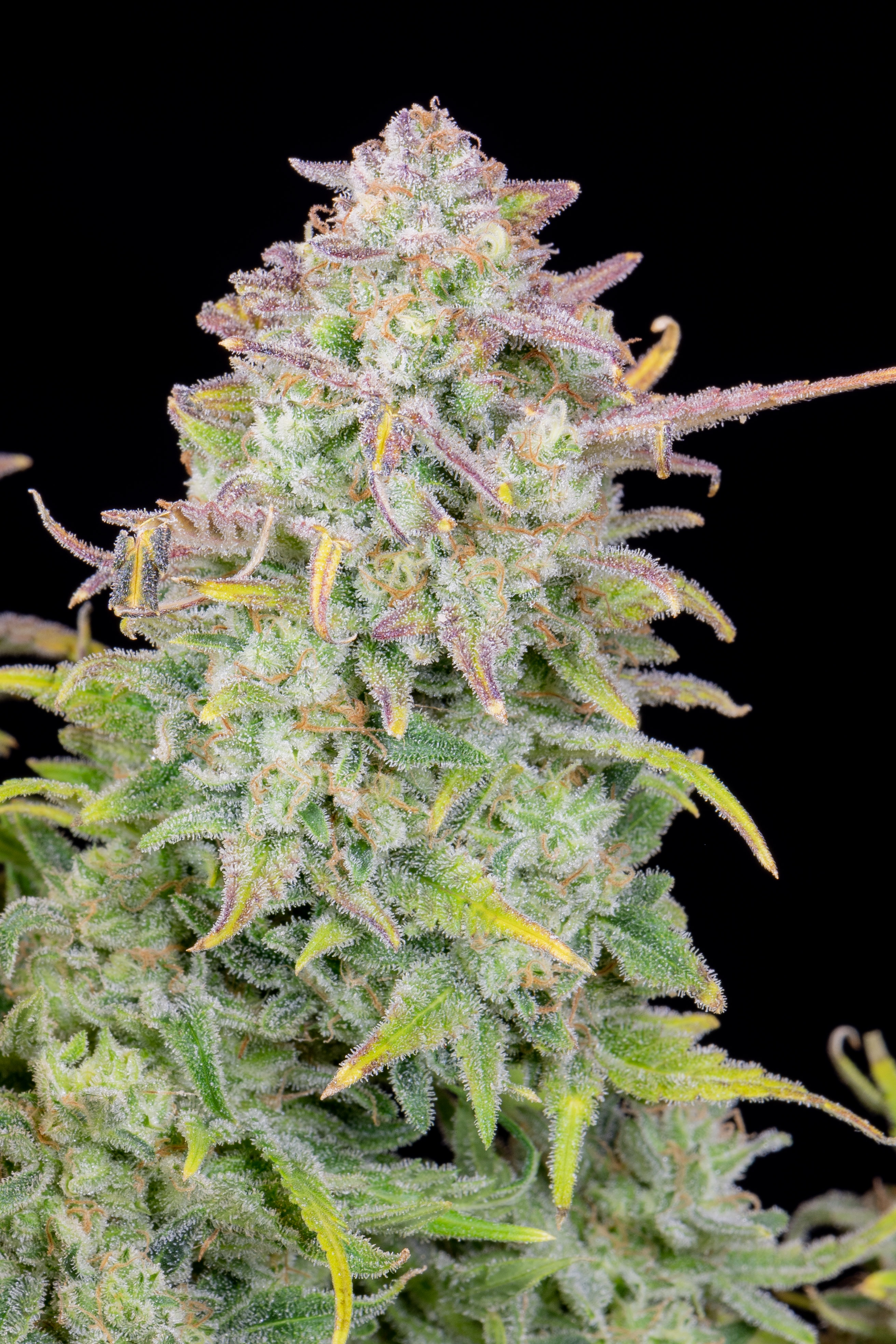 Original Trainwreck Auto