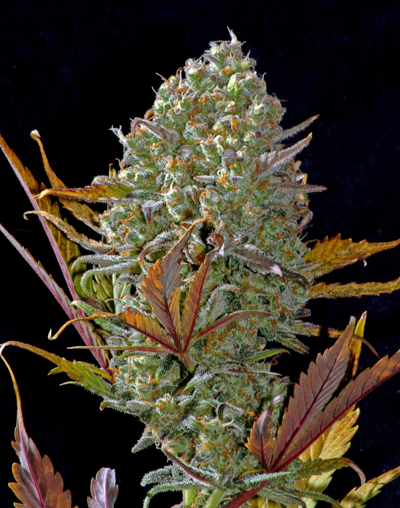Pineapple Express