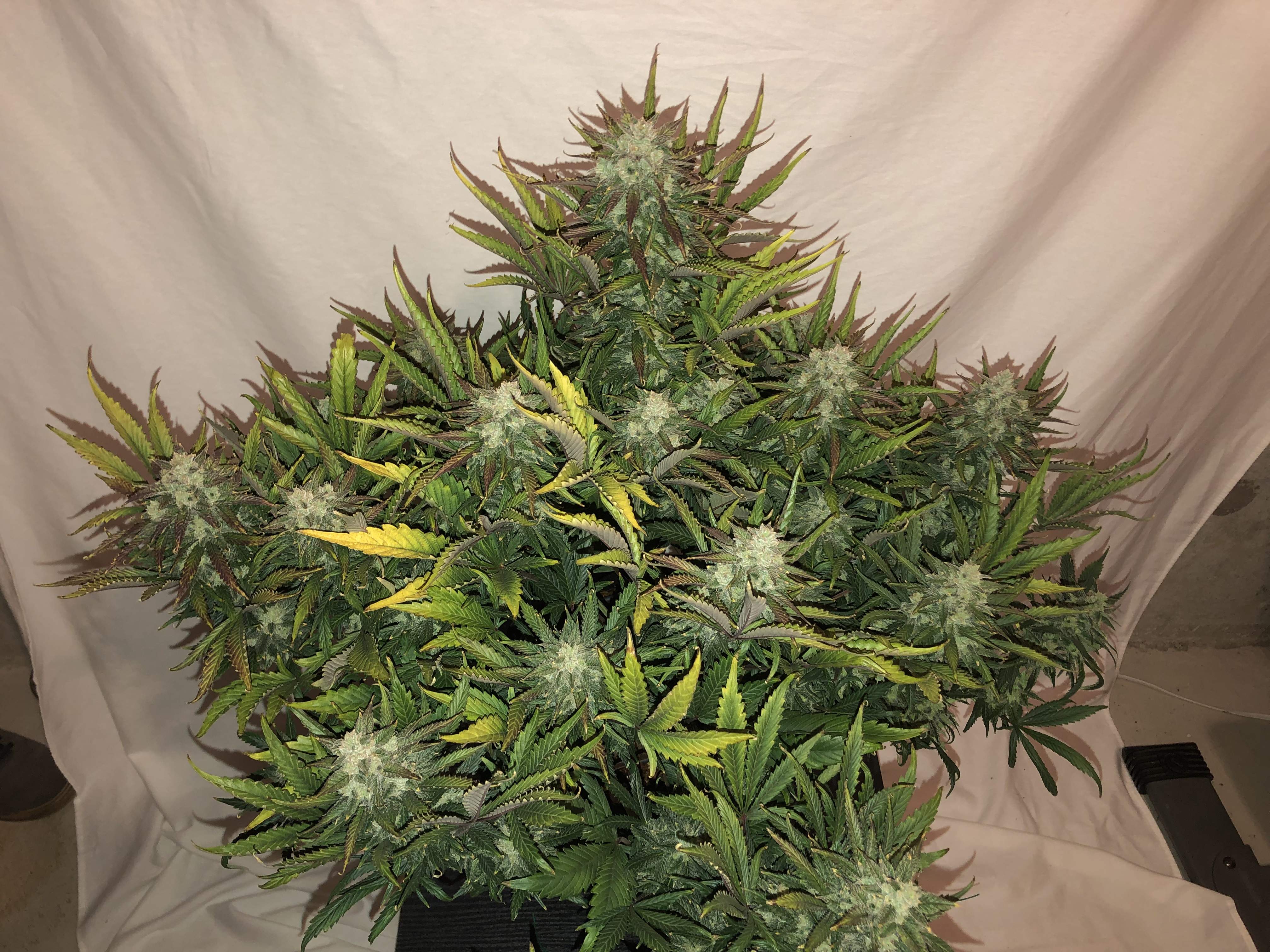 Gorilla Glue