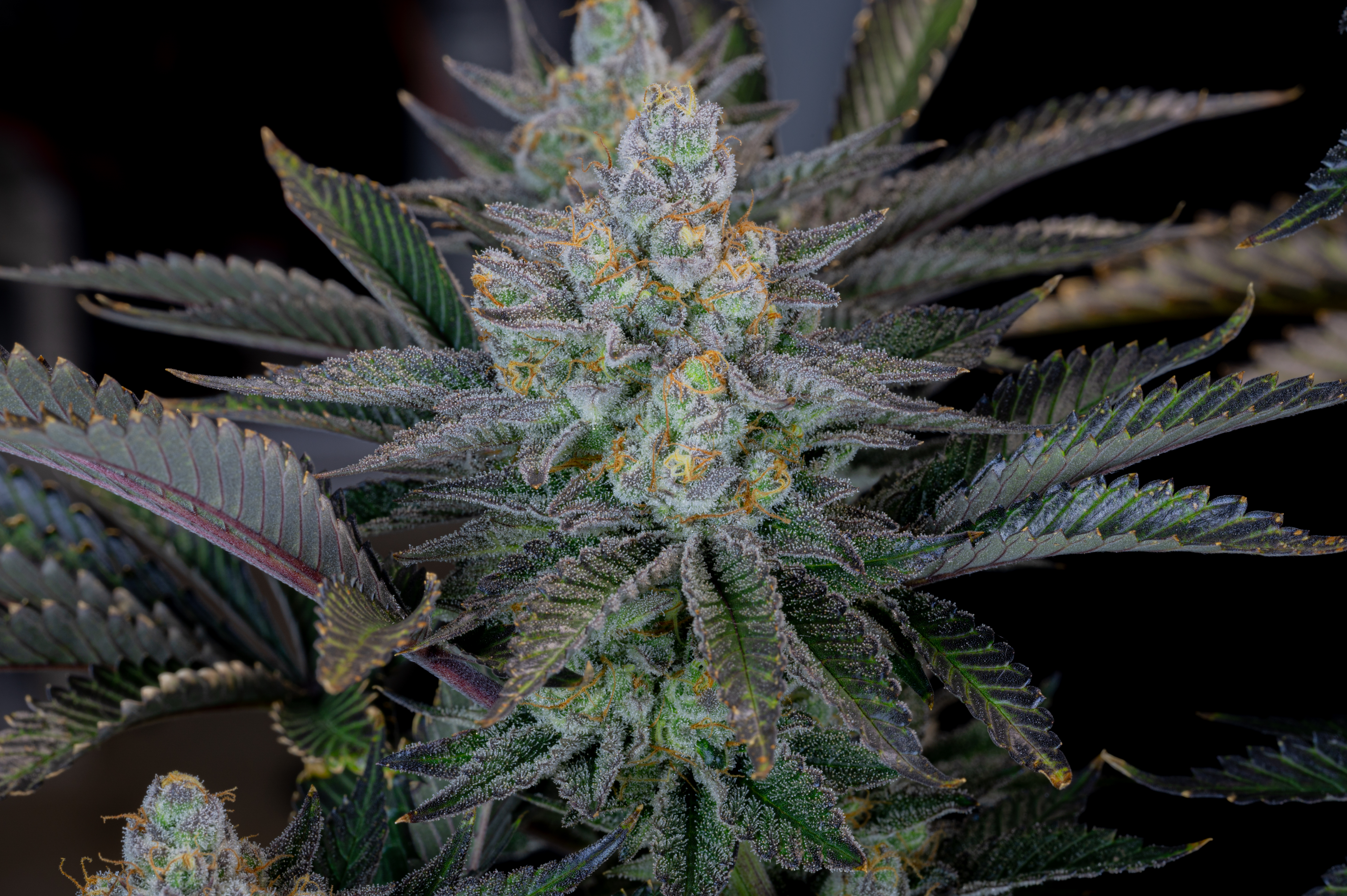 Gorilla Cookies FF
