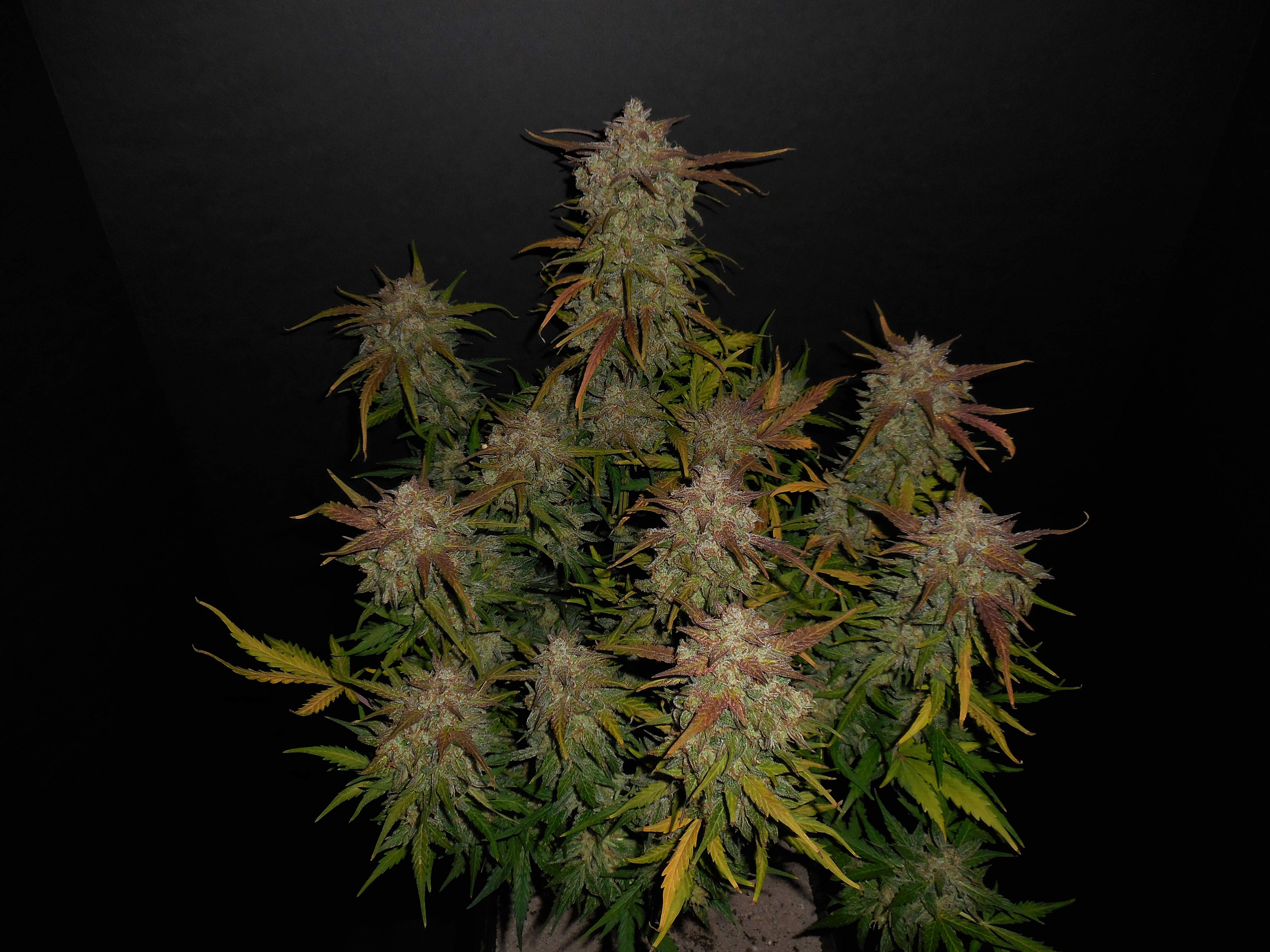 Lemon AK