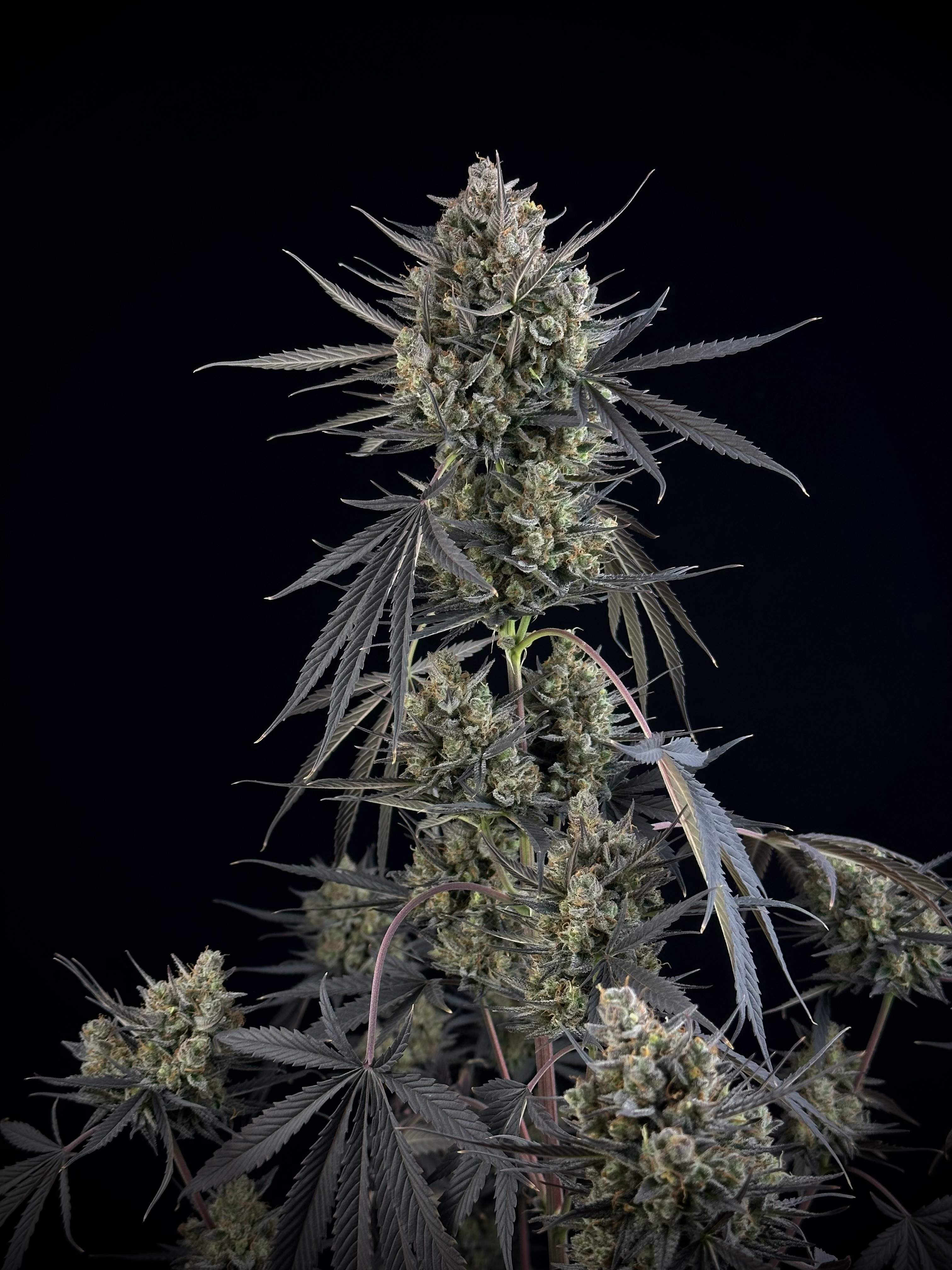 Pound Cake Auto