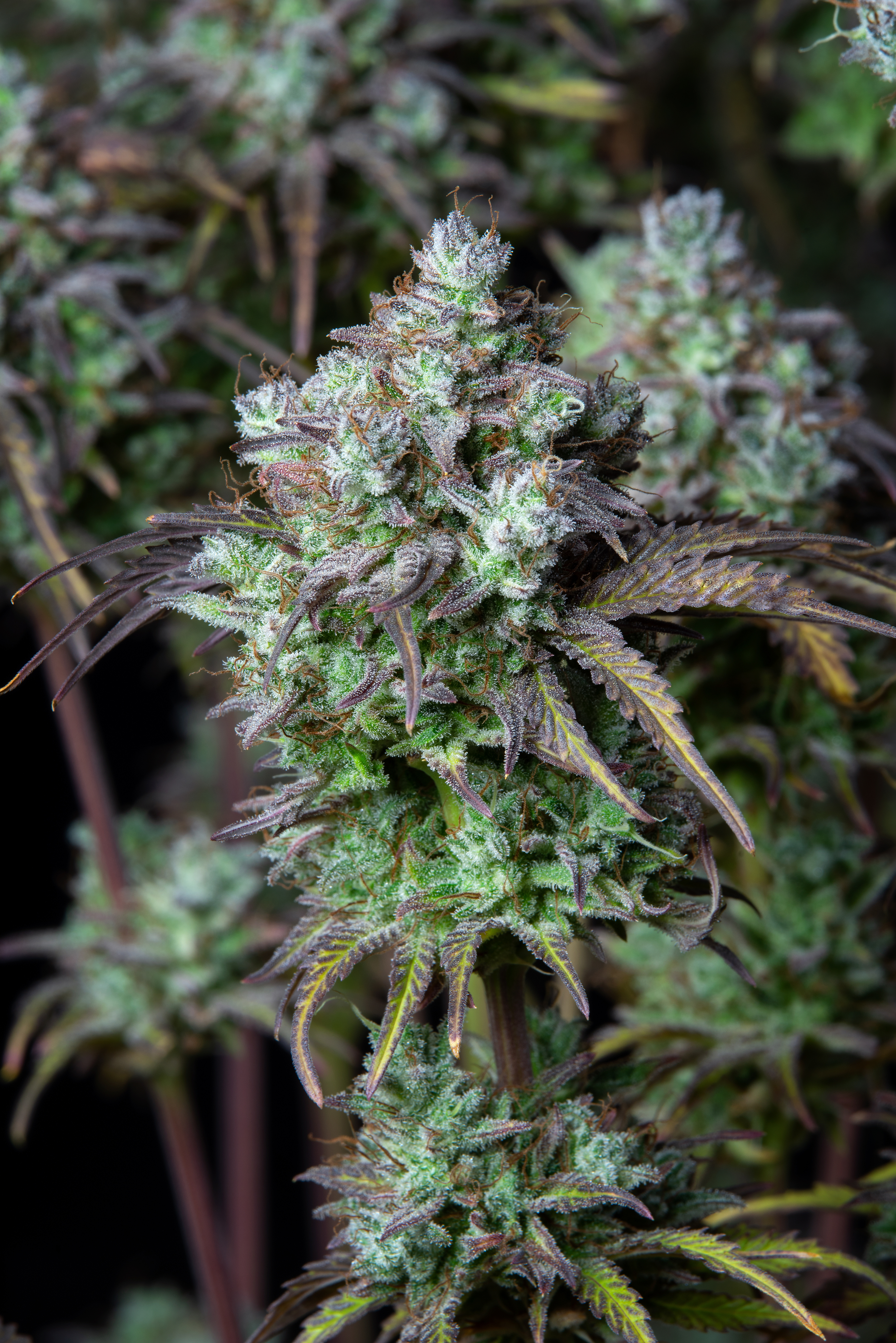 Original Big Bud Auto