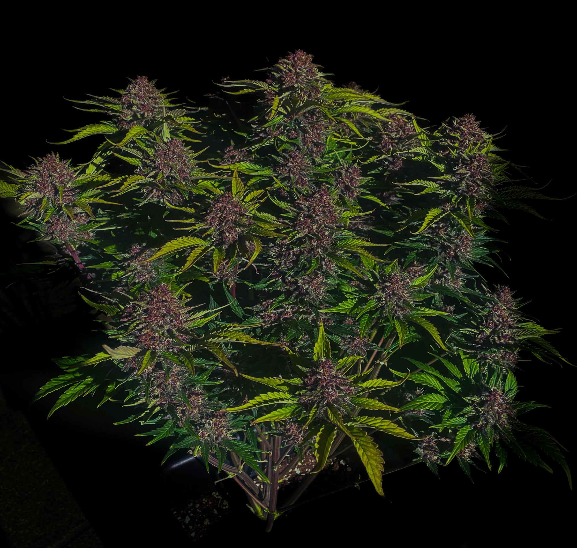 Purple Haze Auto