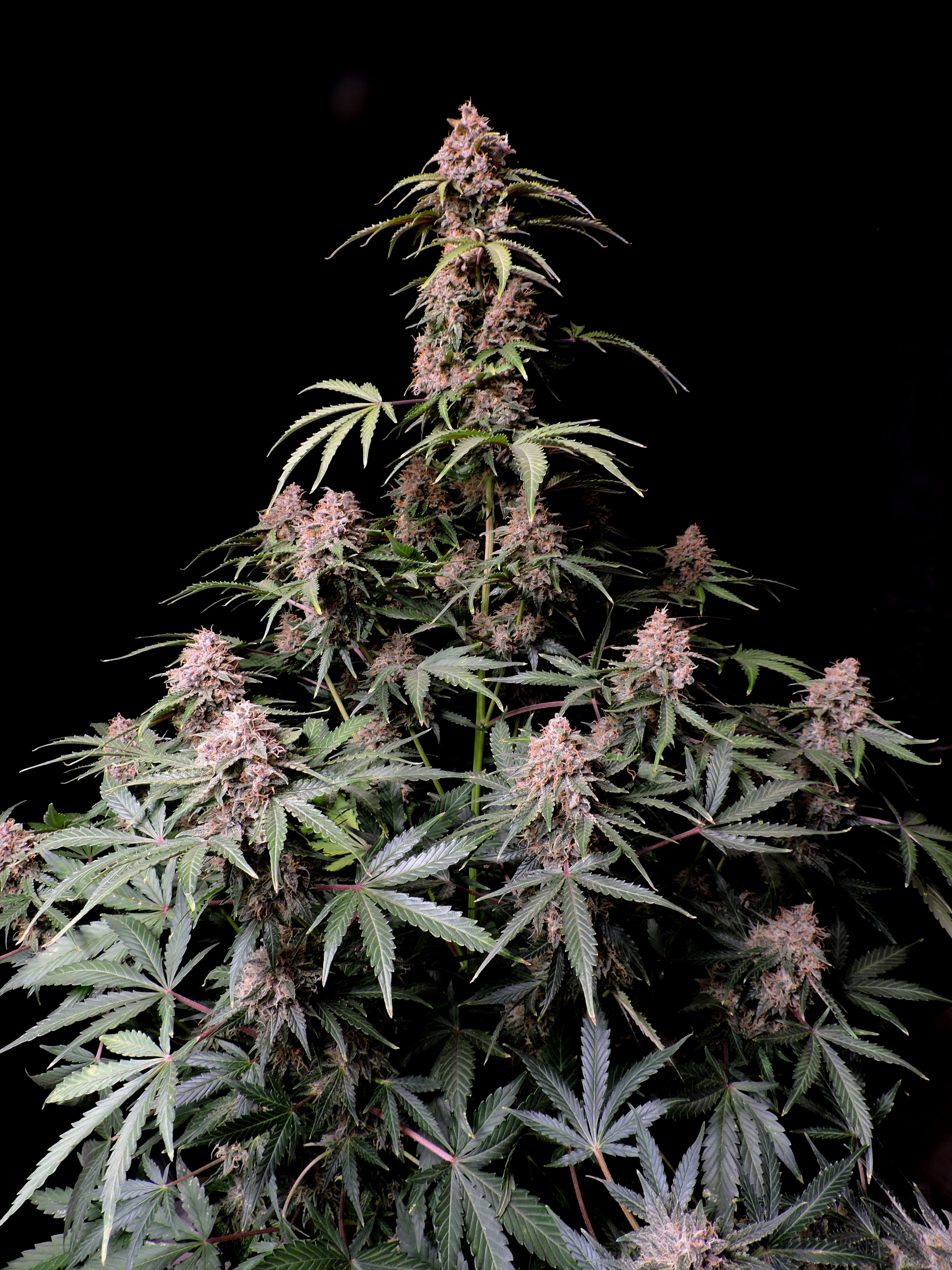 Amnesia Z Auto