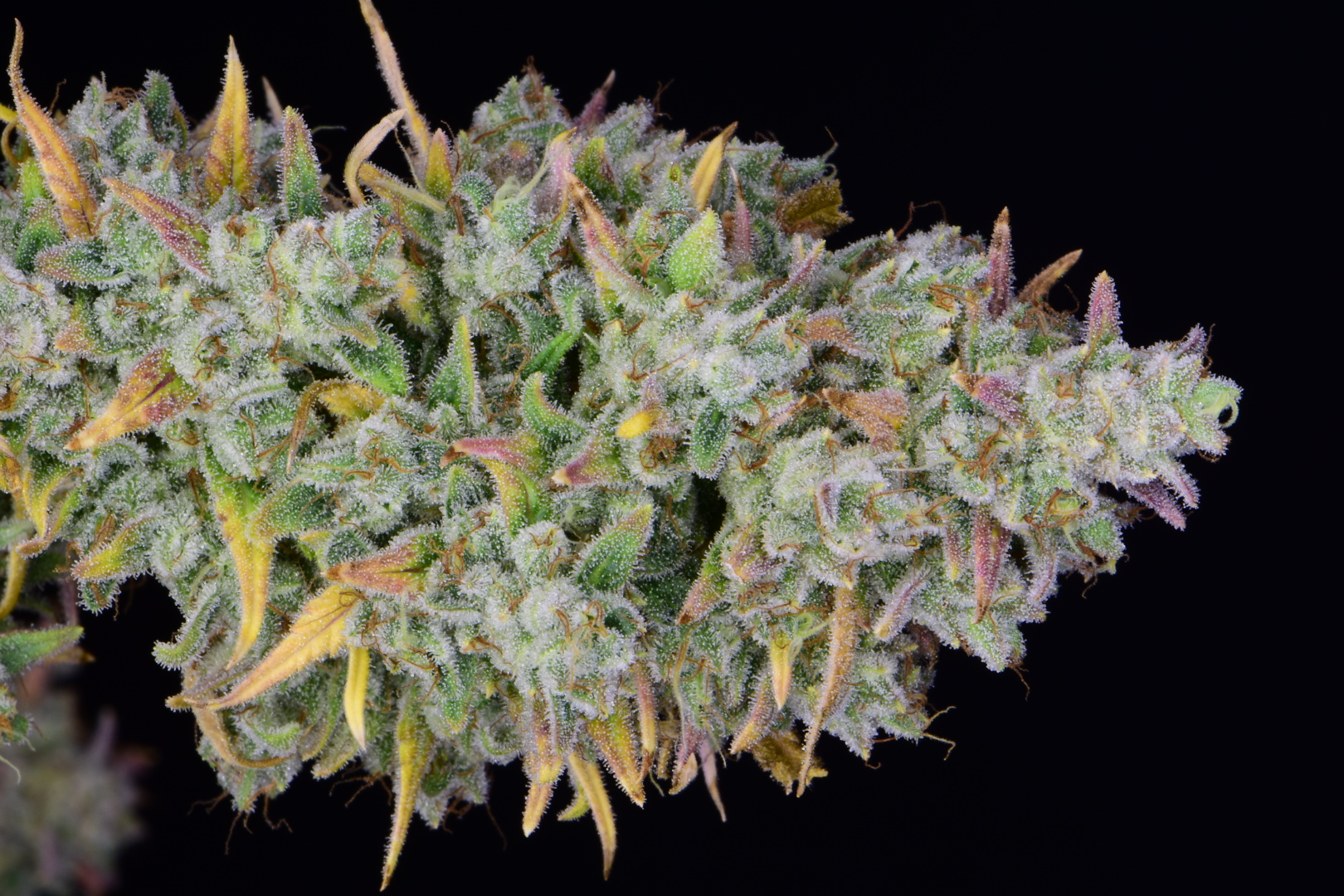 Gelato Auto