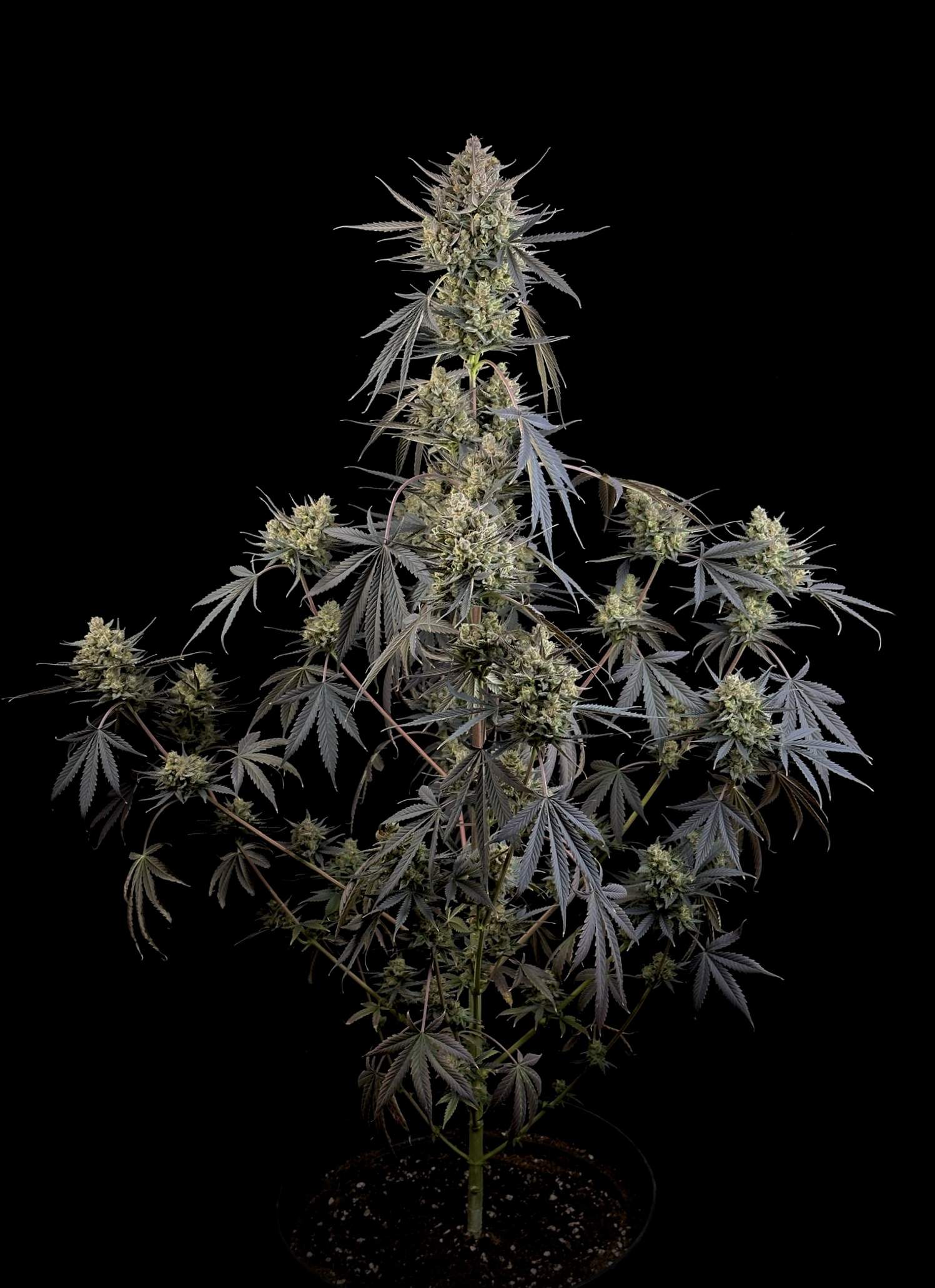 Pound Cake Auto