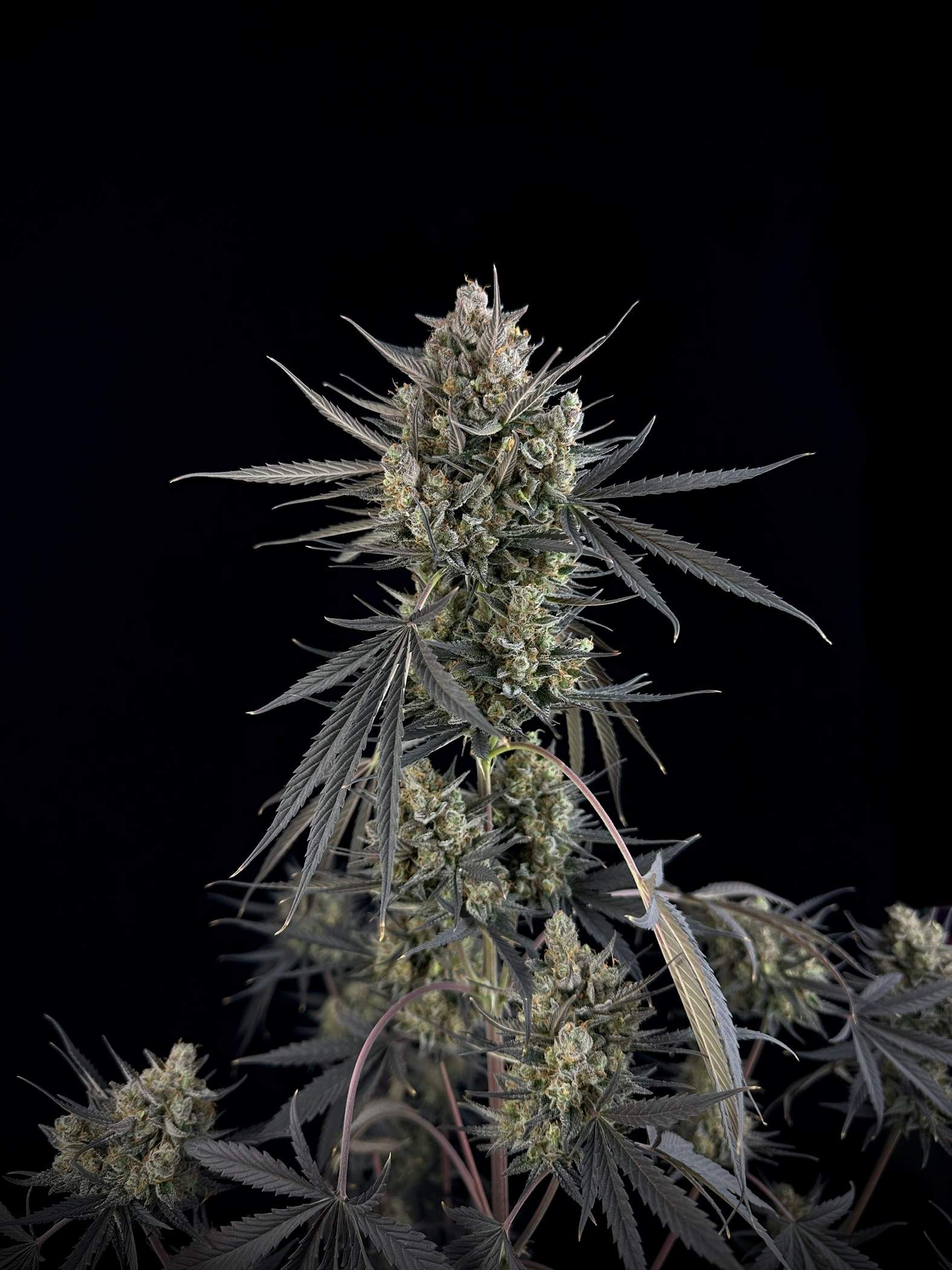 Pound Cake Auto