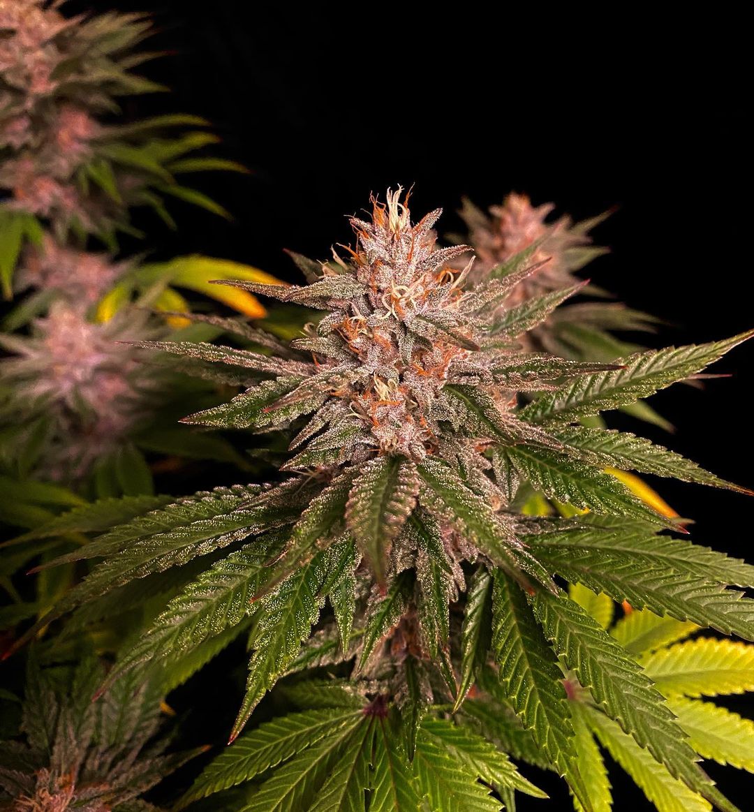 Purple Lemonade FF