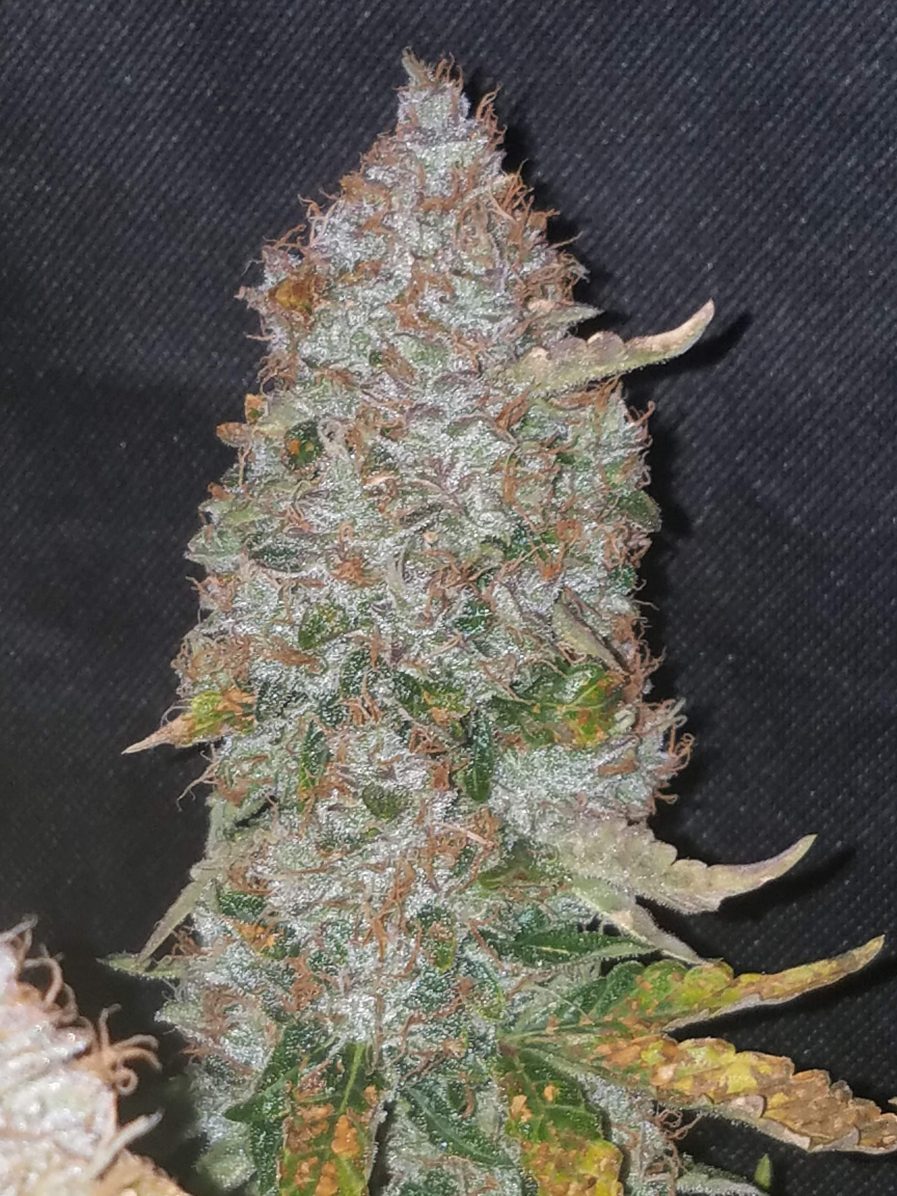 Stardawg
