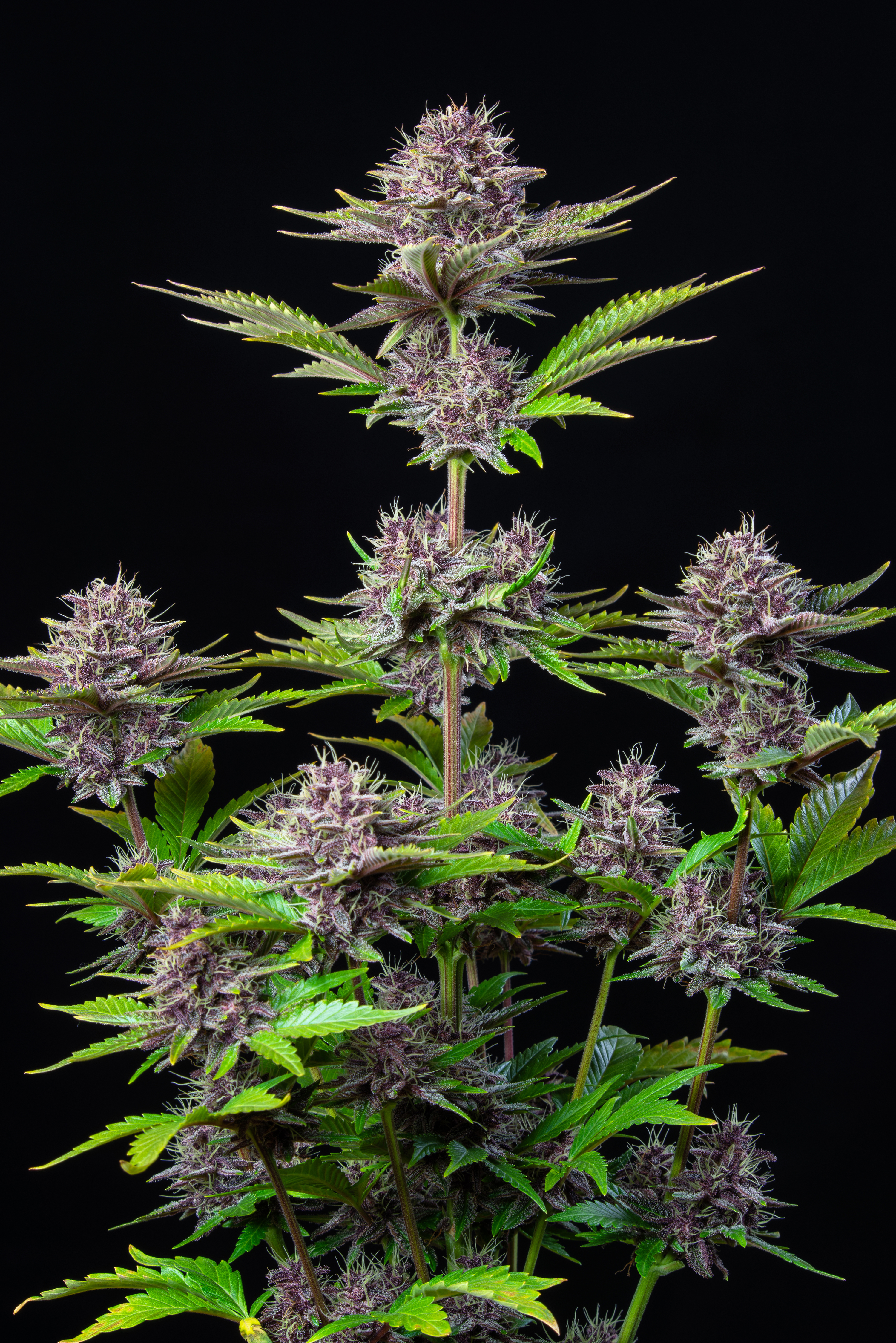 Purple Punch Auto