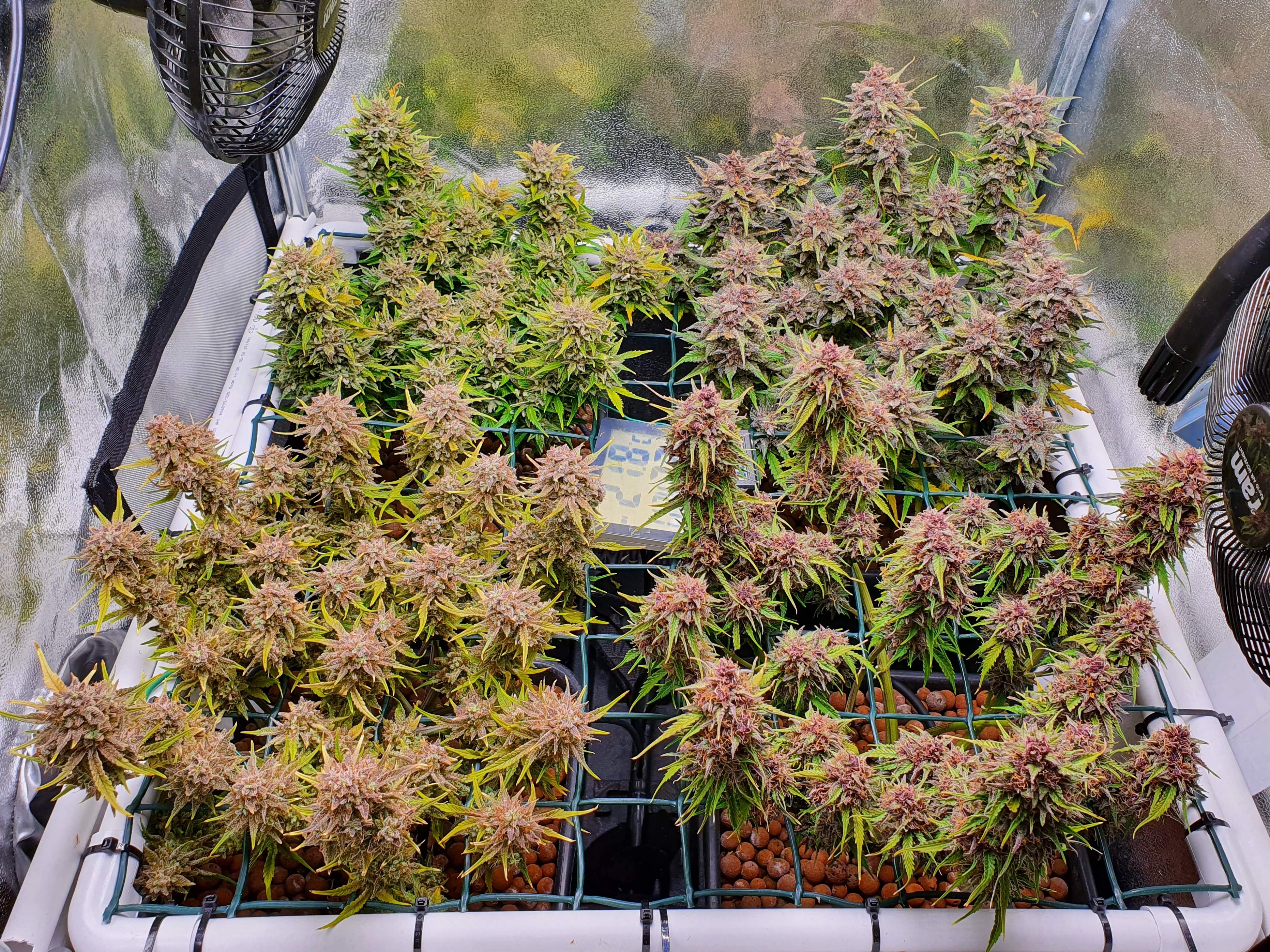 Mix pack auto