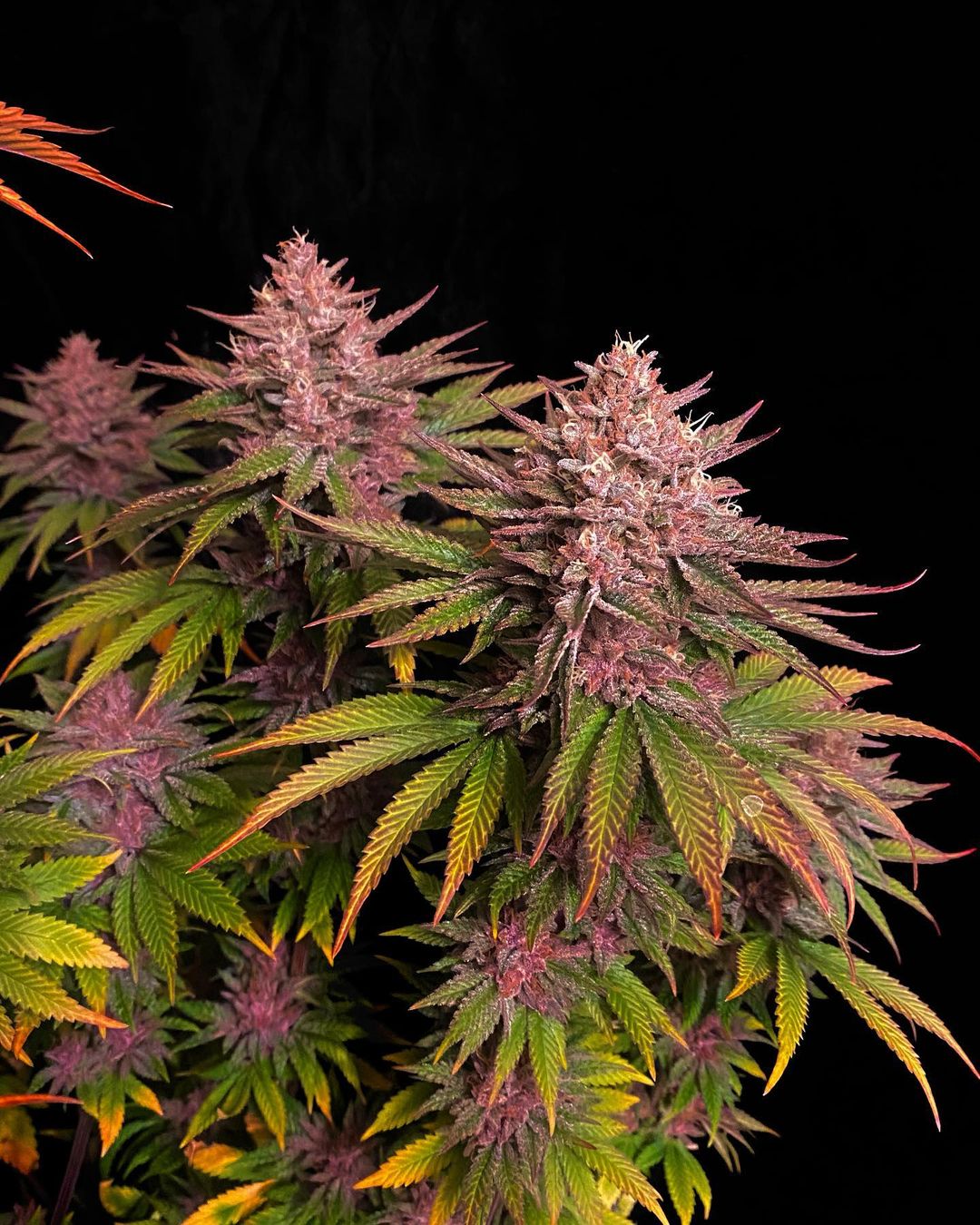 Purple Lemonade FF