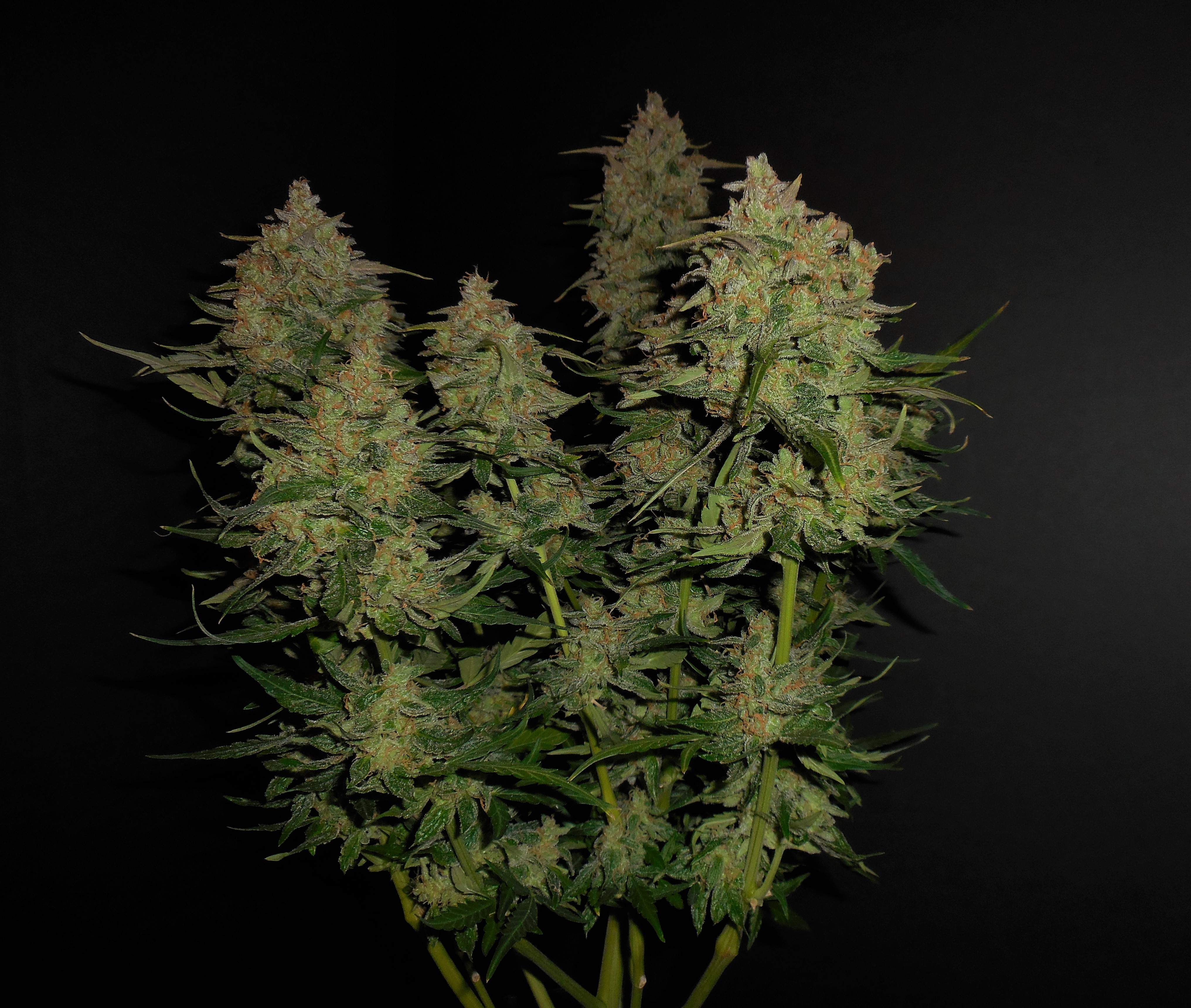 Lemon AK