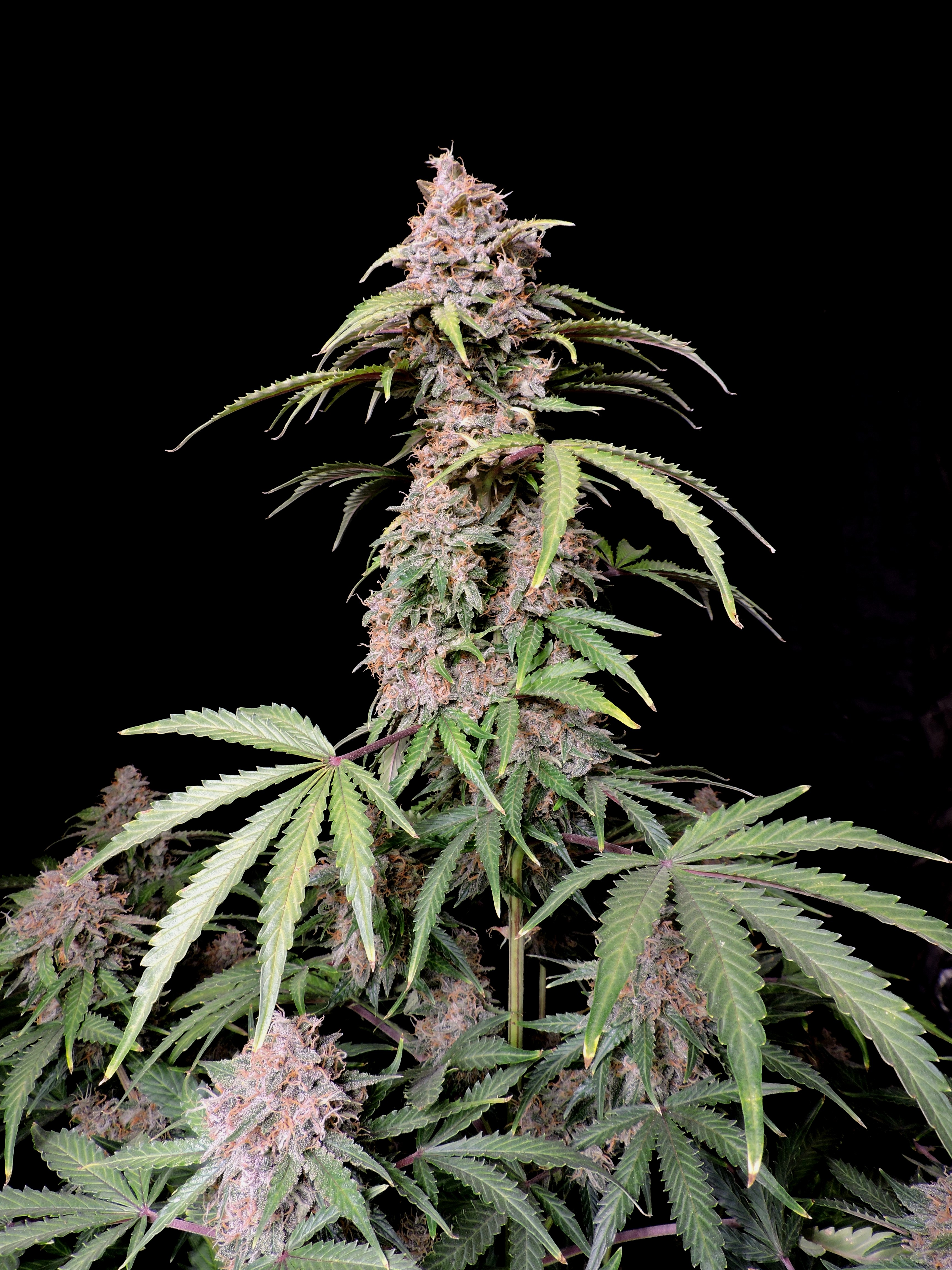 Amnesia Z Auto