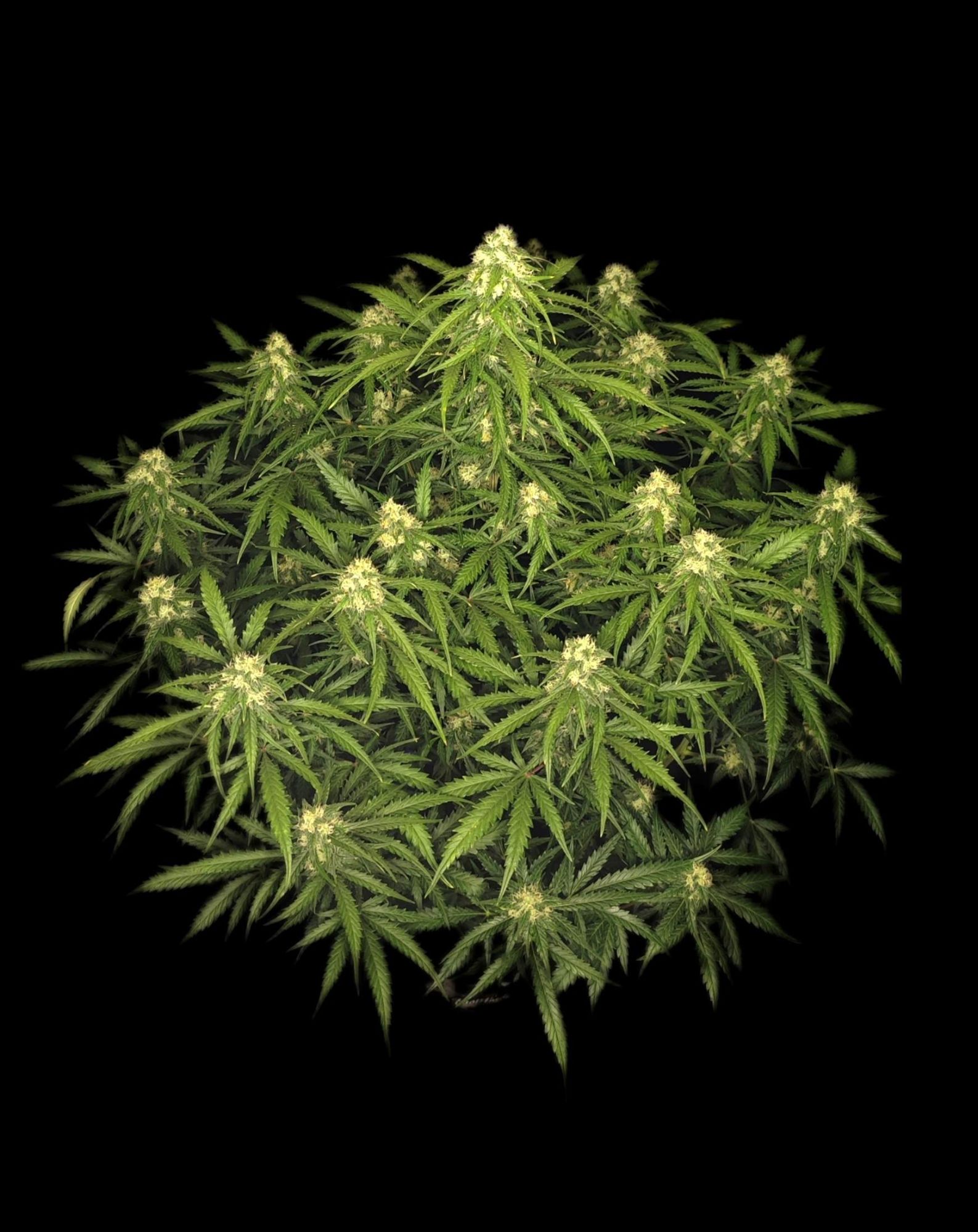 Sour Jealousy Auto