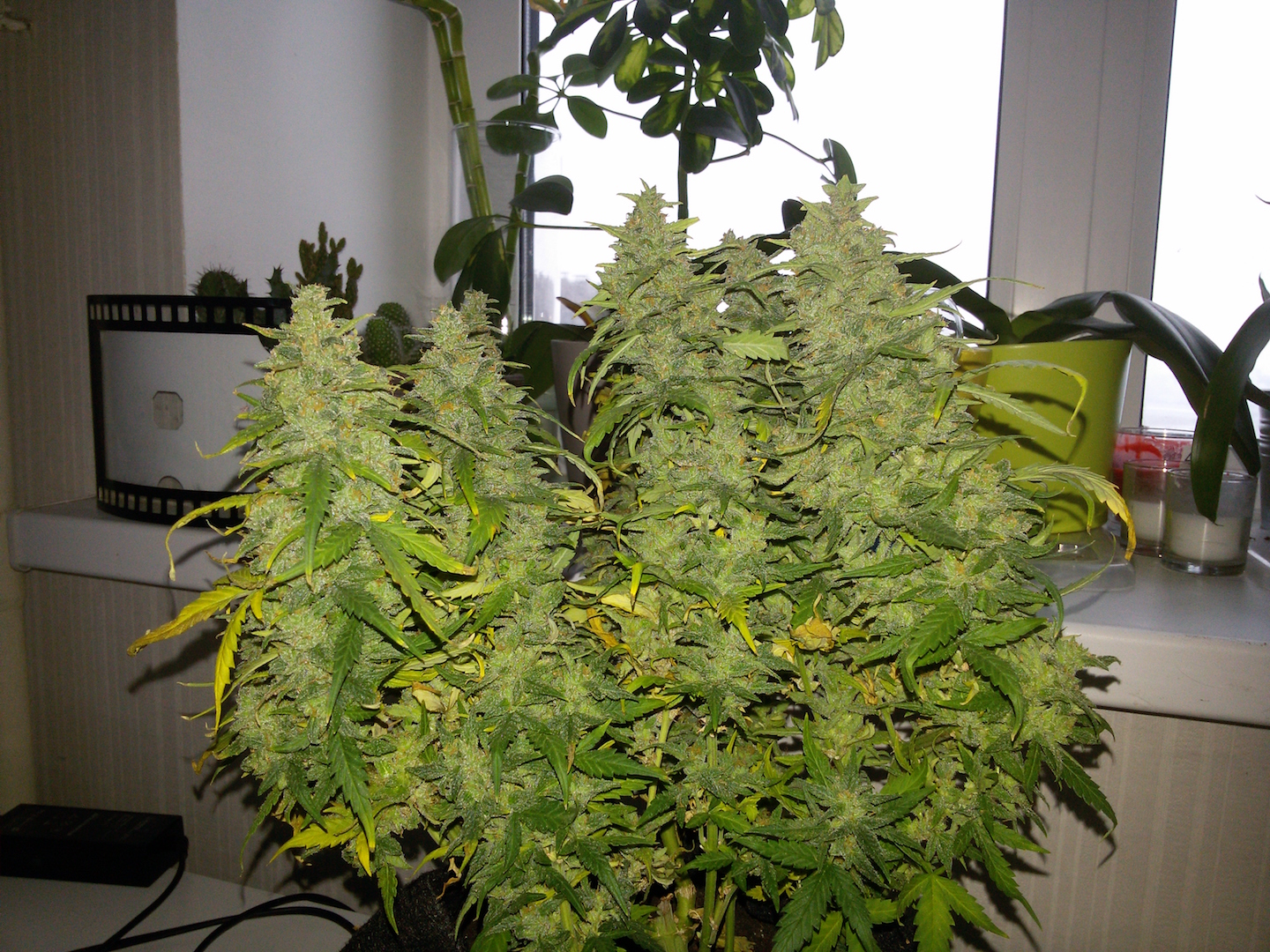 G14