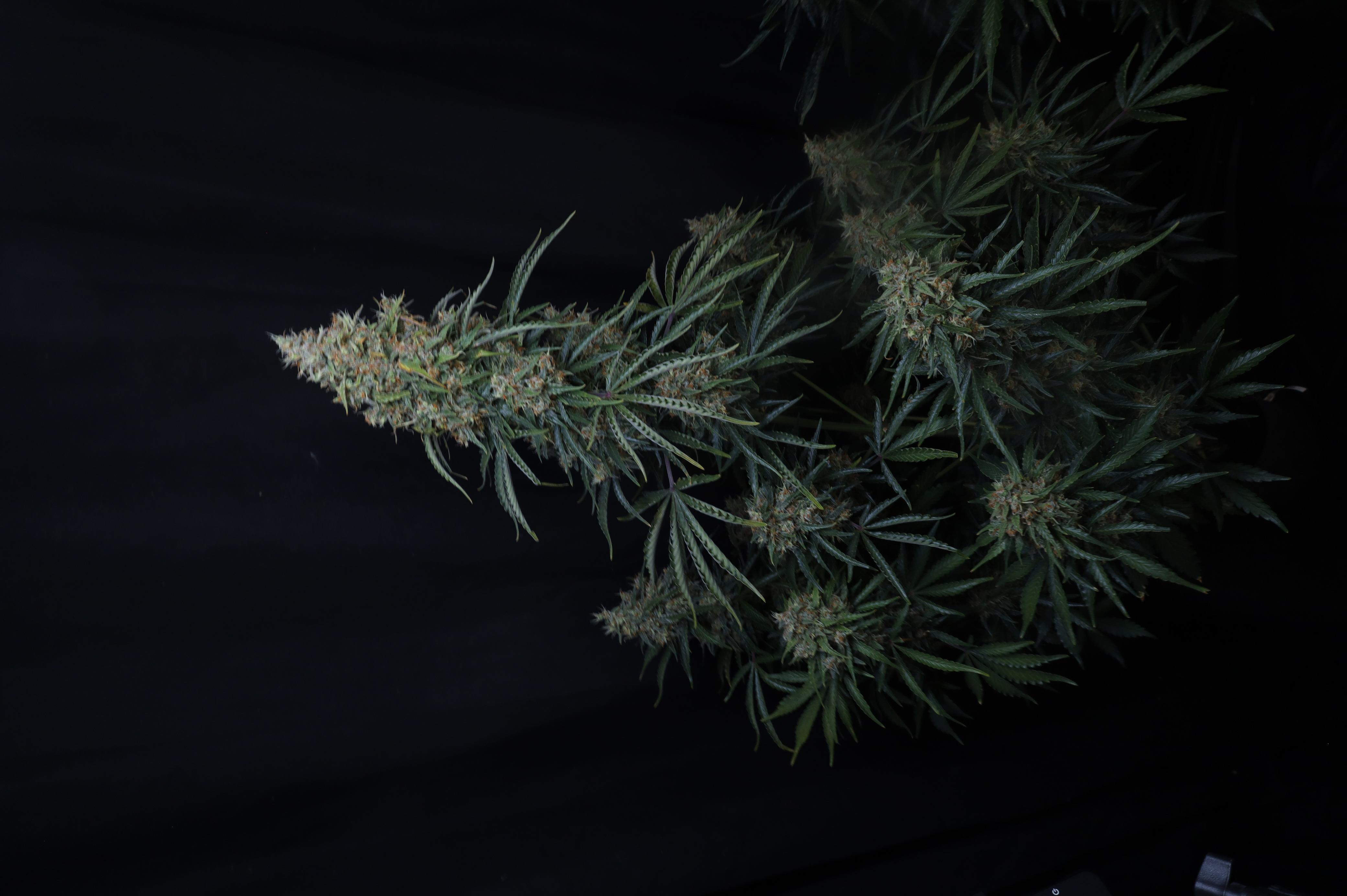 Gorilla Z Auto