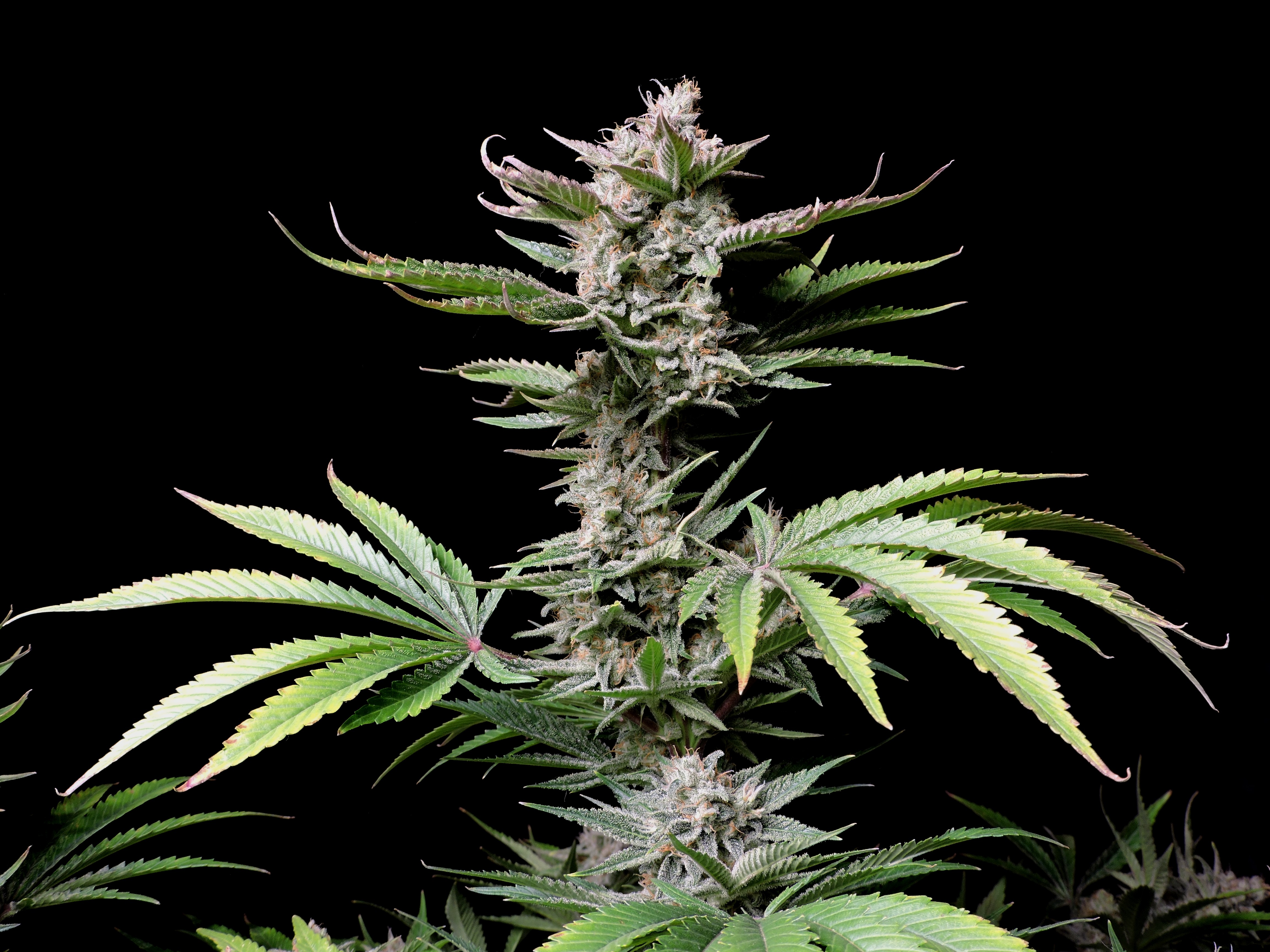 Cherry Cola Auto