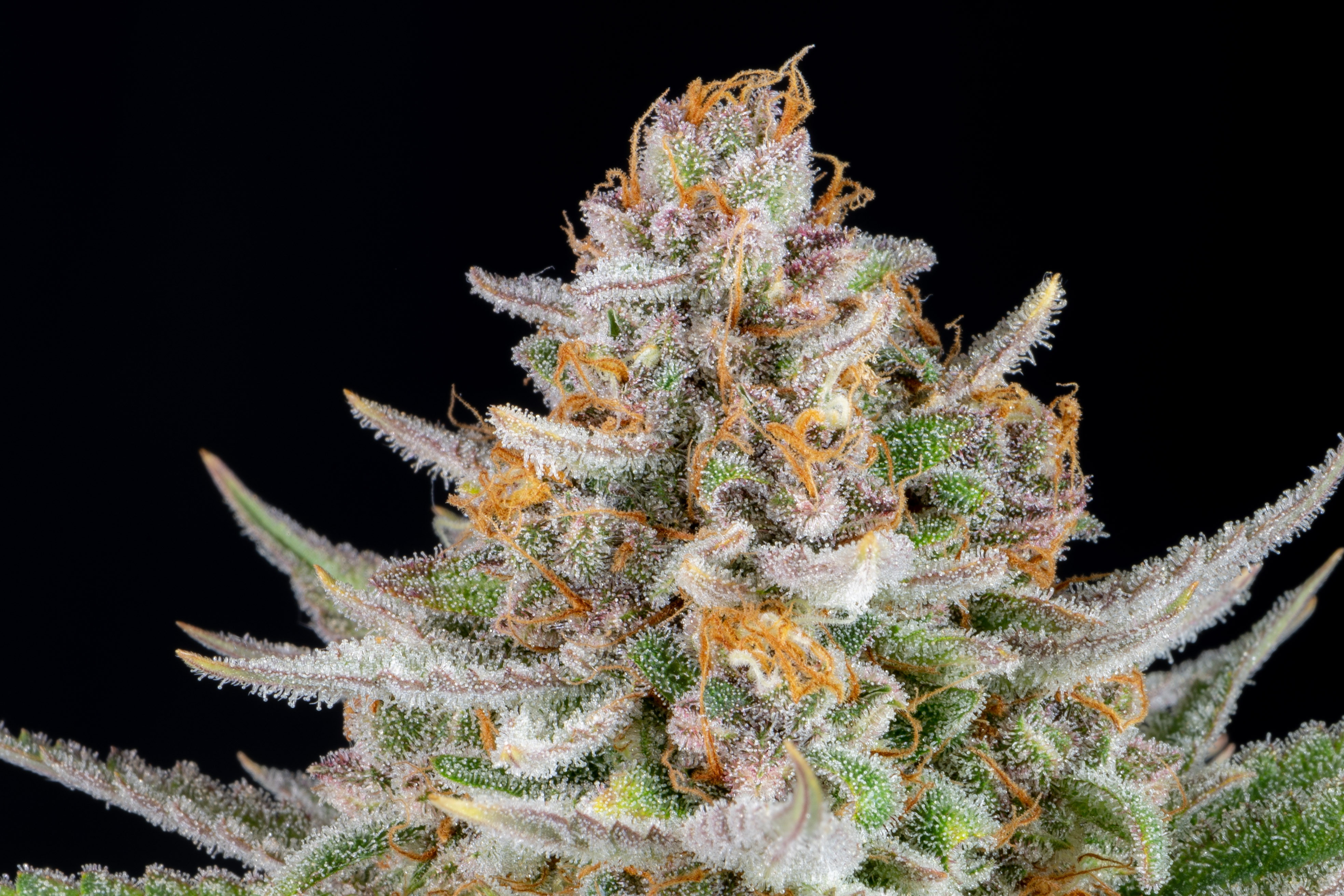 Strawberry Pie Auto