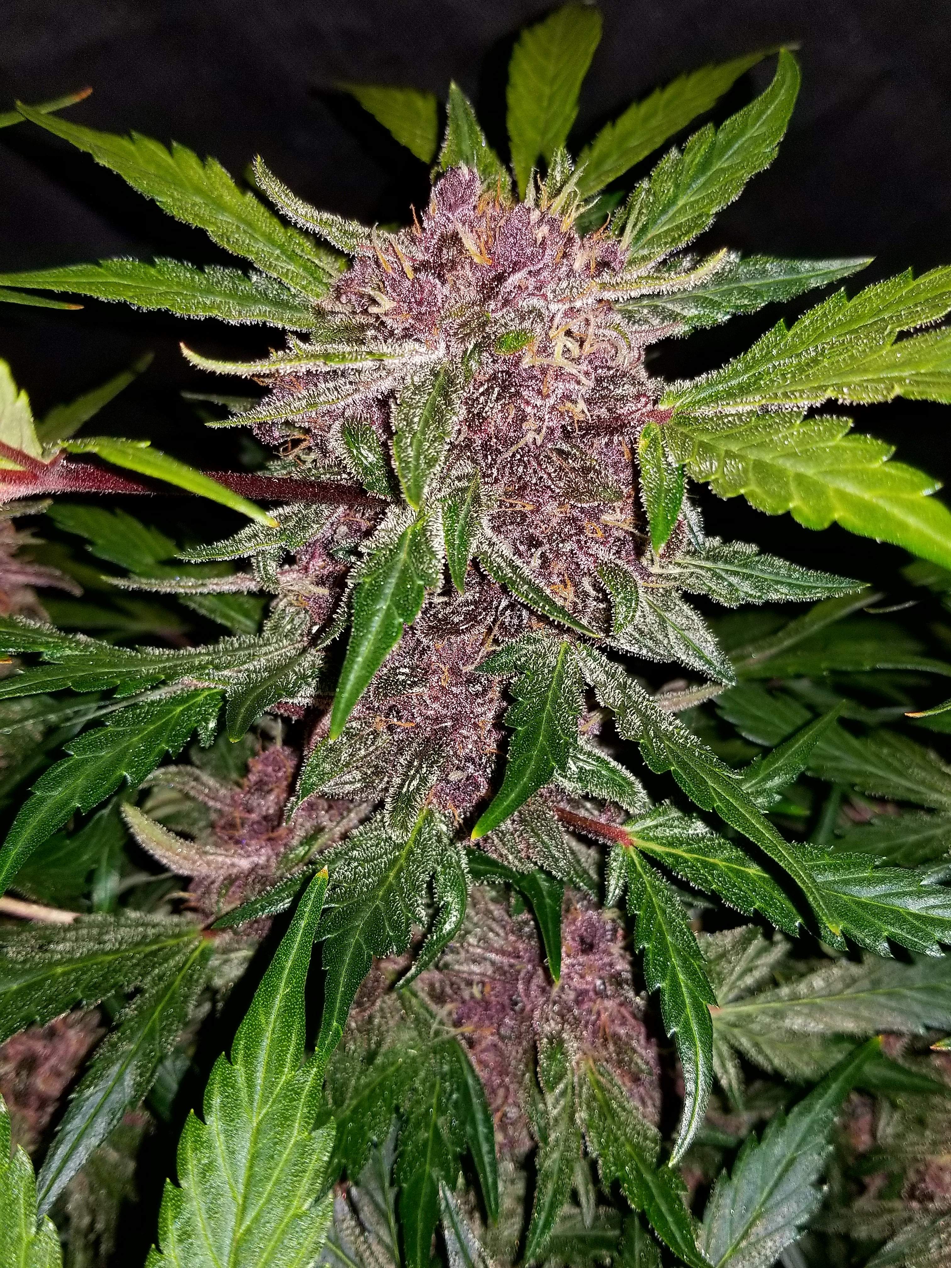 Crystal METH