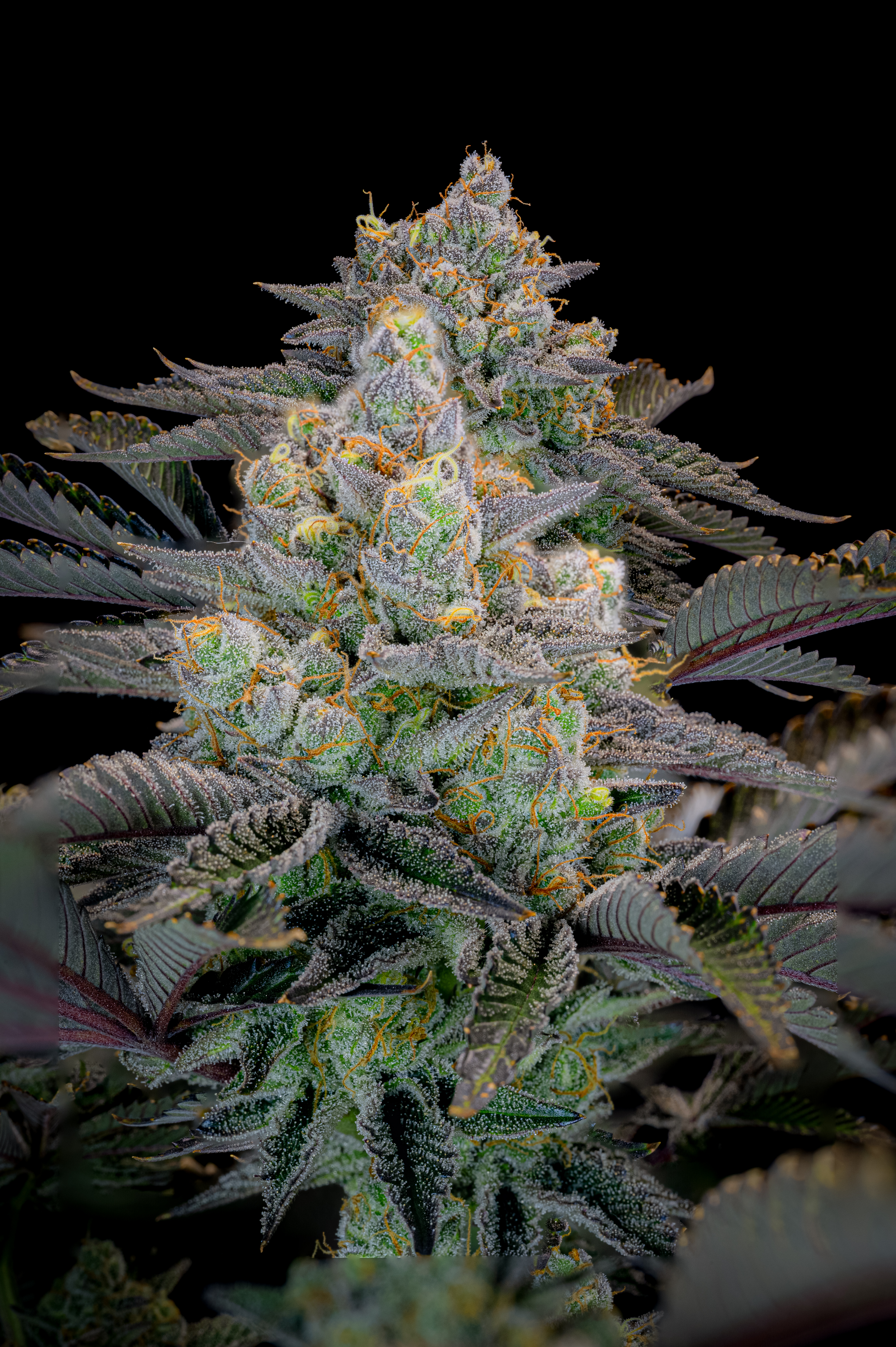 Gorilla Cookies FF