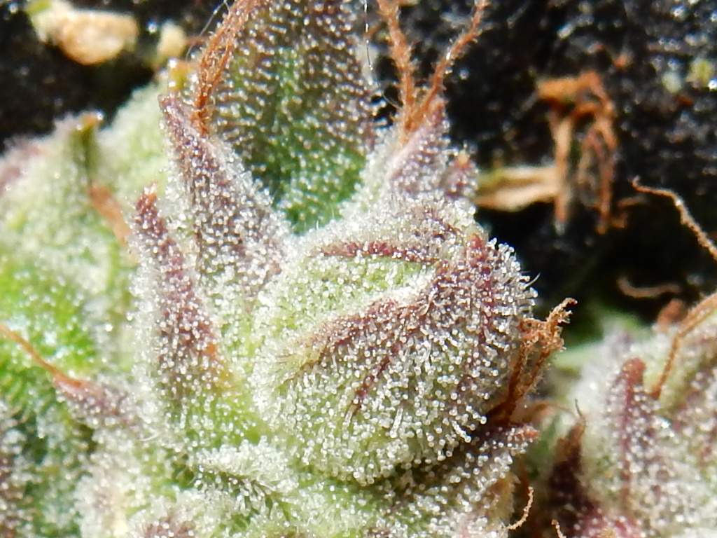 CBD Crack