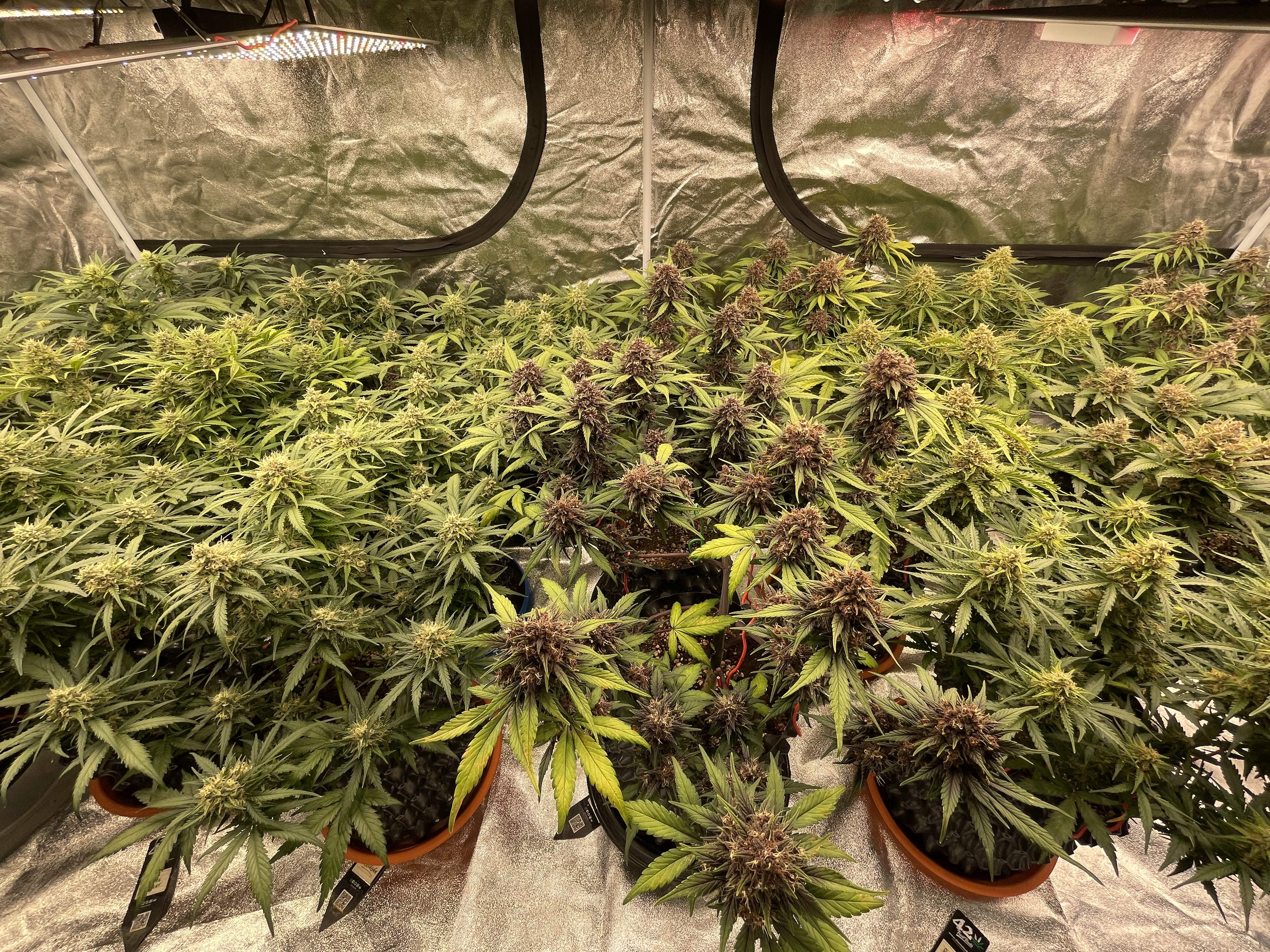 Mix pack auto