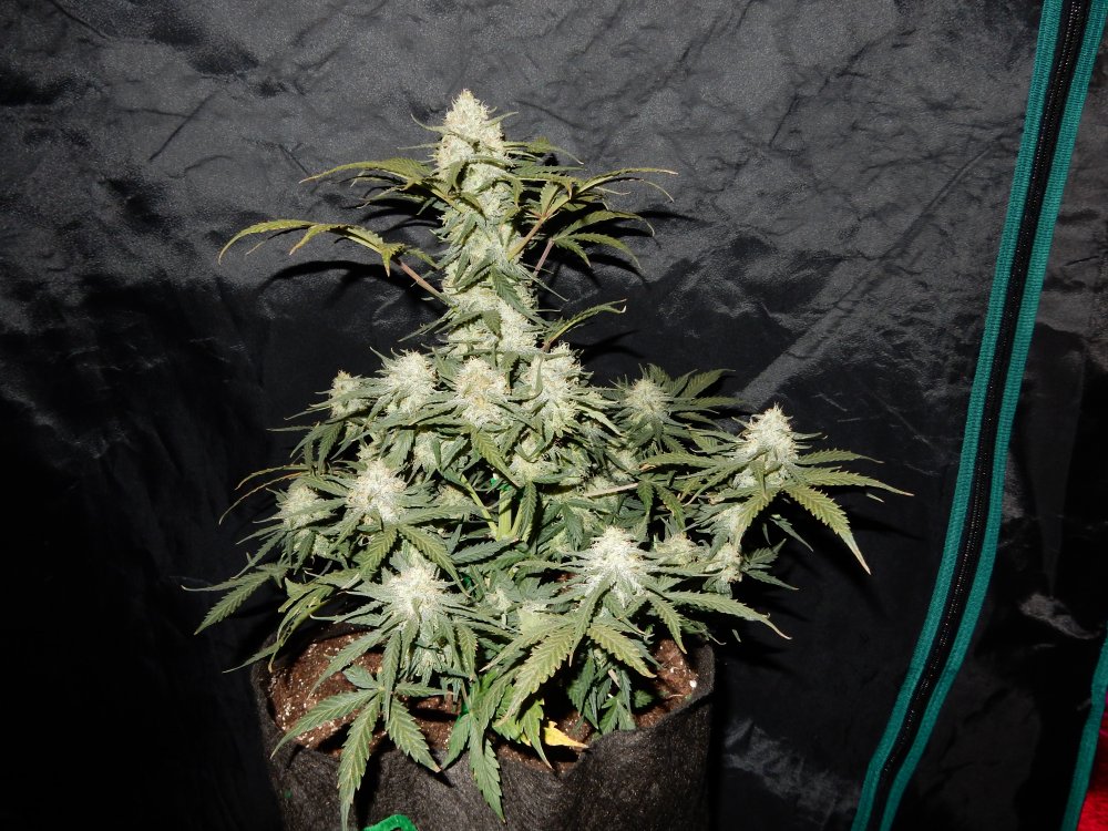 West Coast O.G.