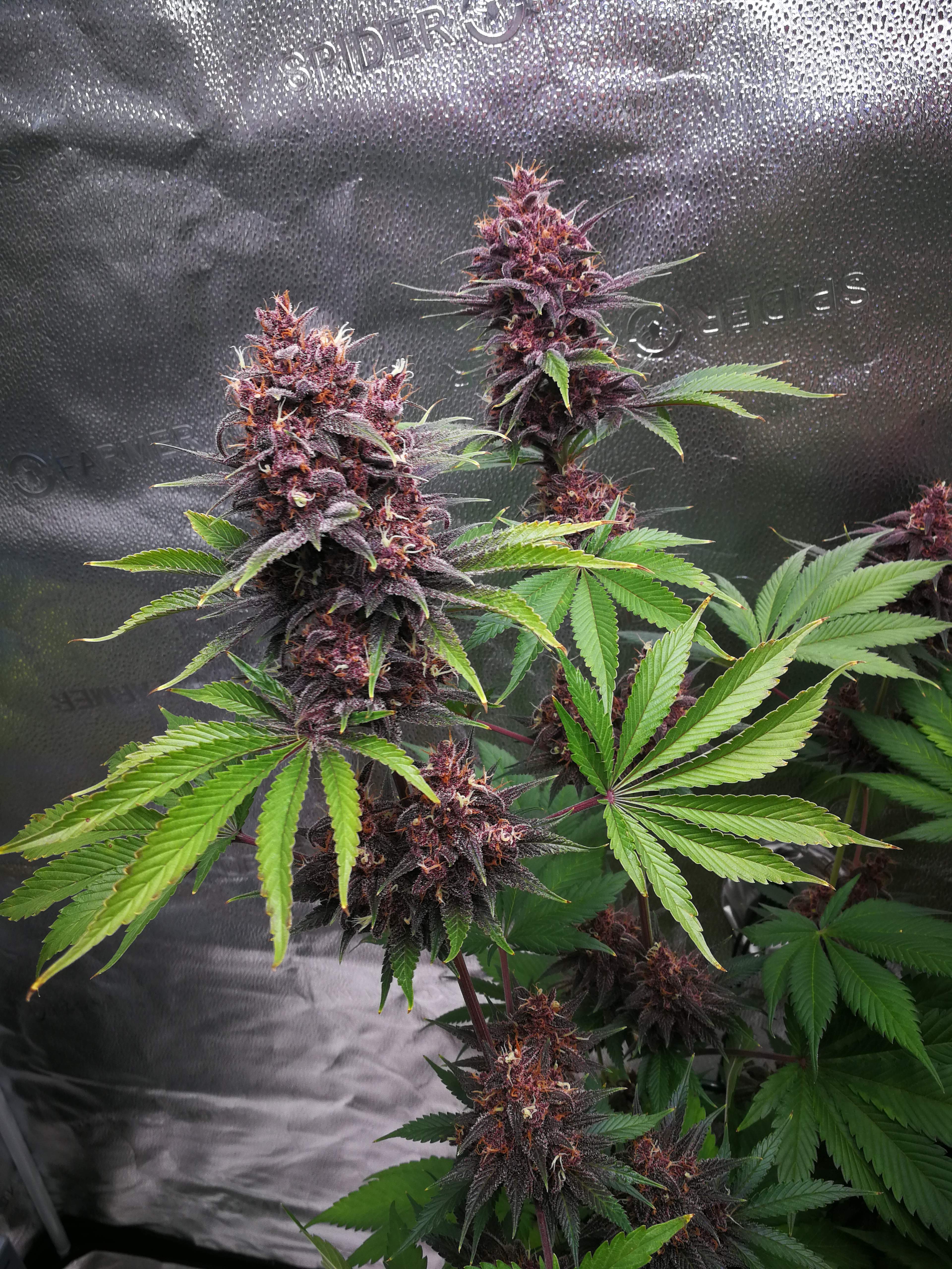 Purple Lemonade FF