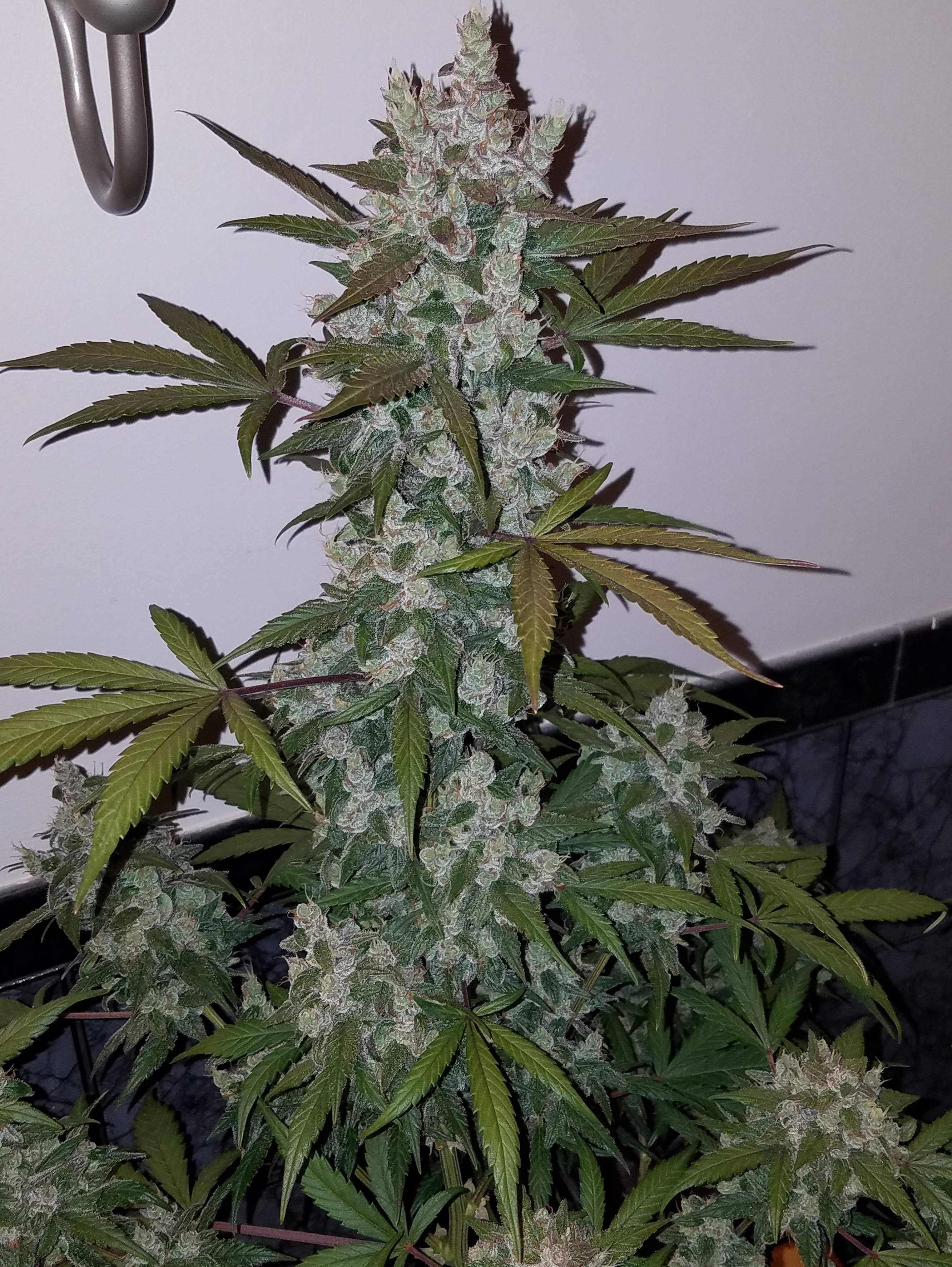 Girl Scout Cookies