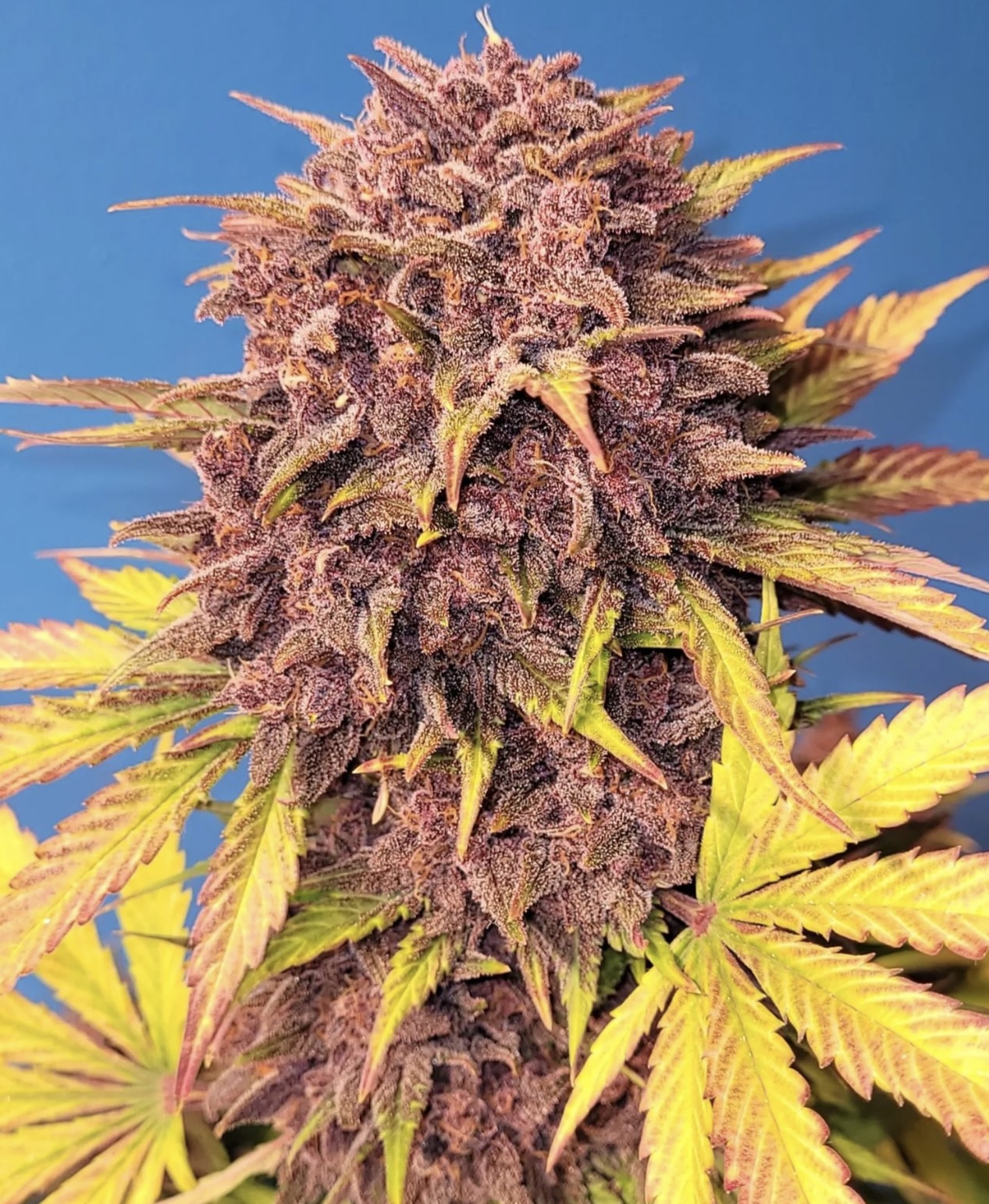 Purple Lemonade