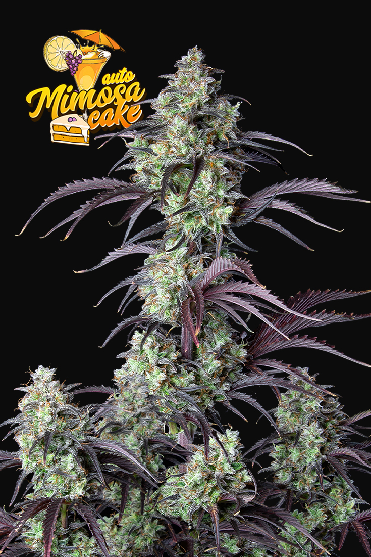 Mimosa Cake Auto