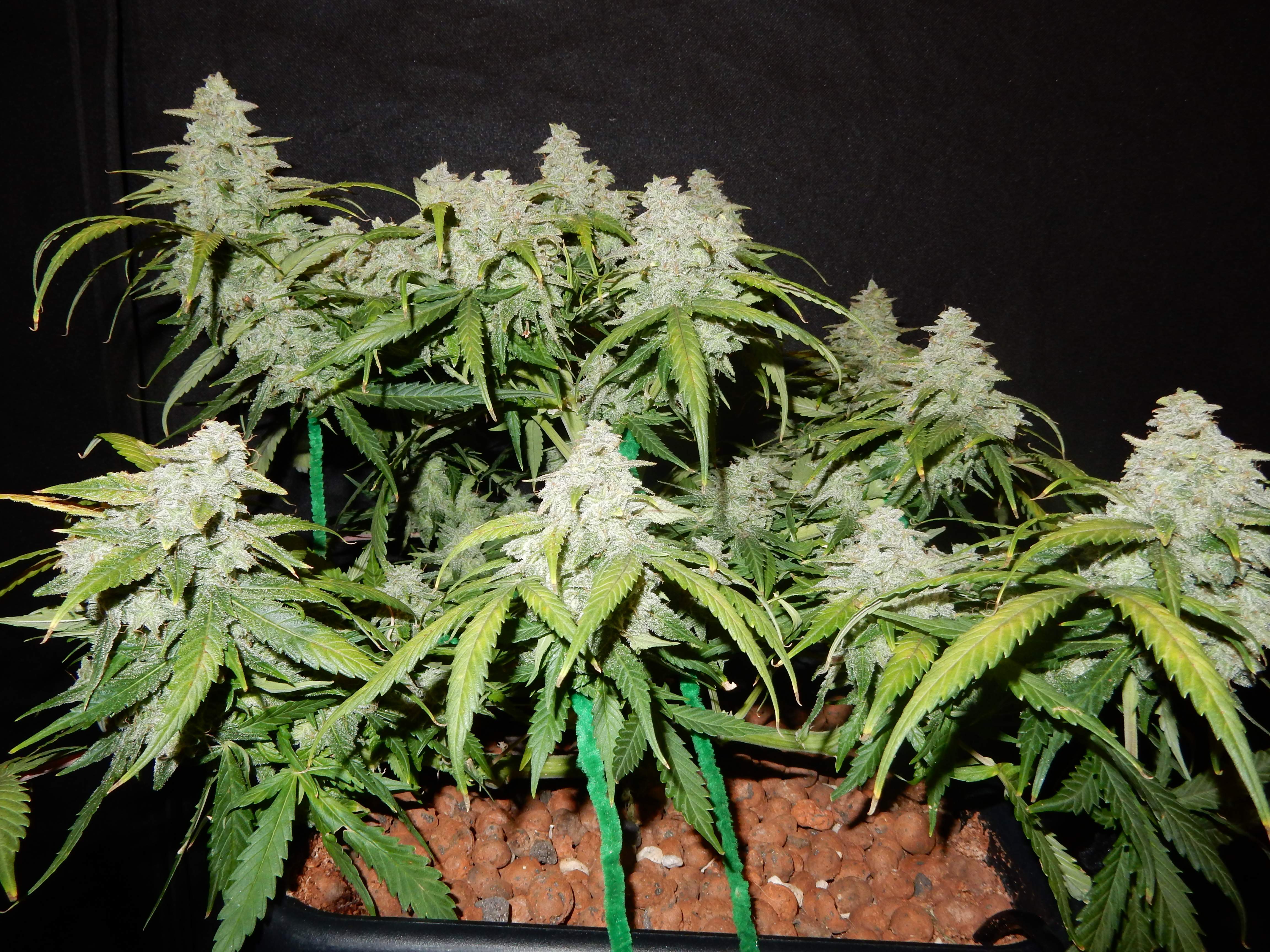 Green Crack