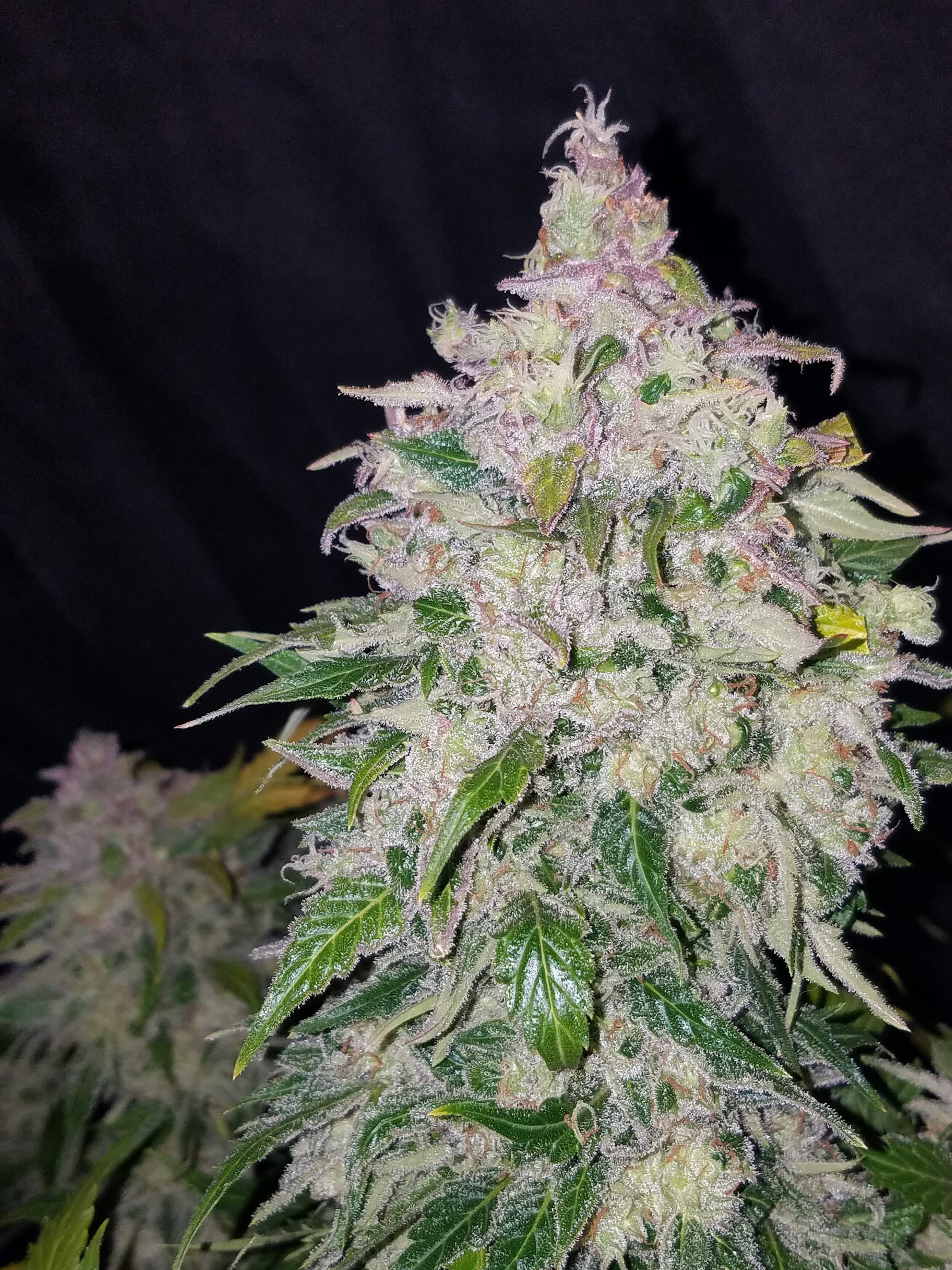 Stardawg