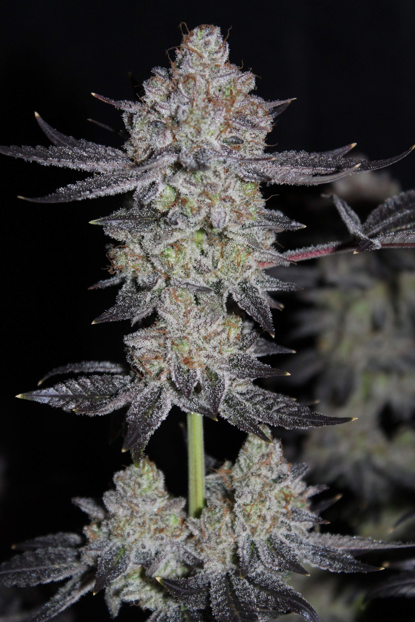 Tropicana Cookies FF