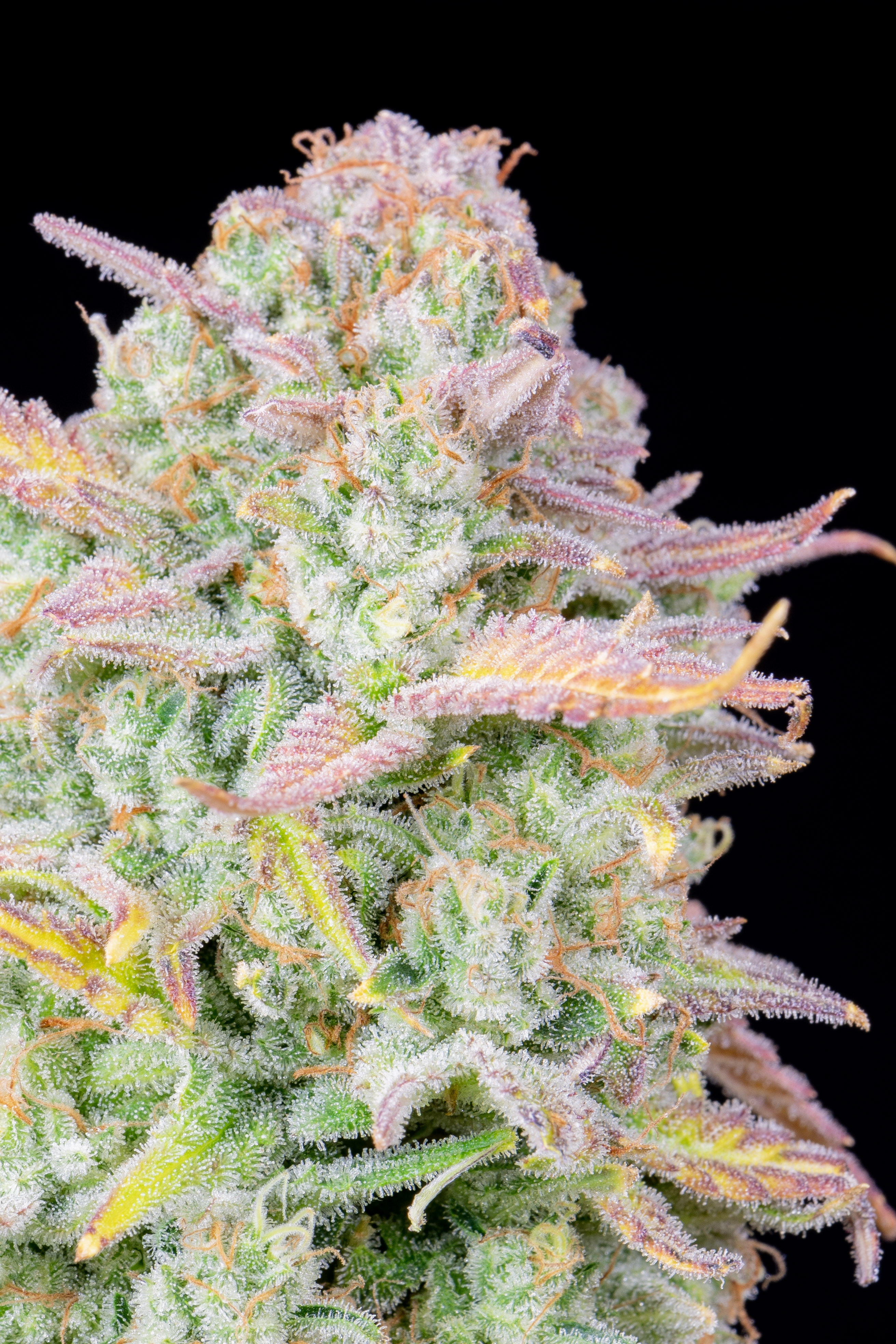 Original Trainwreck Auto
