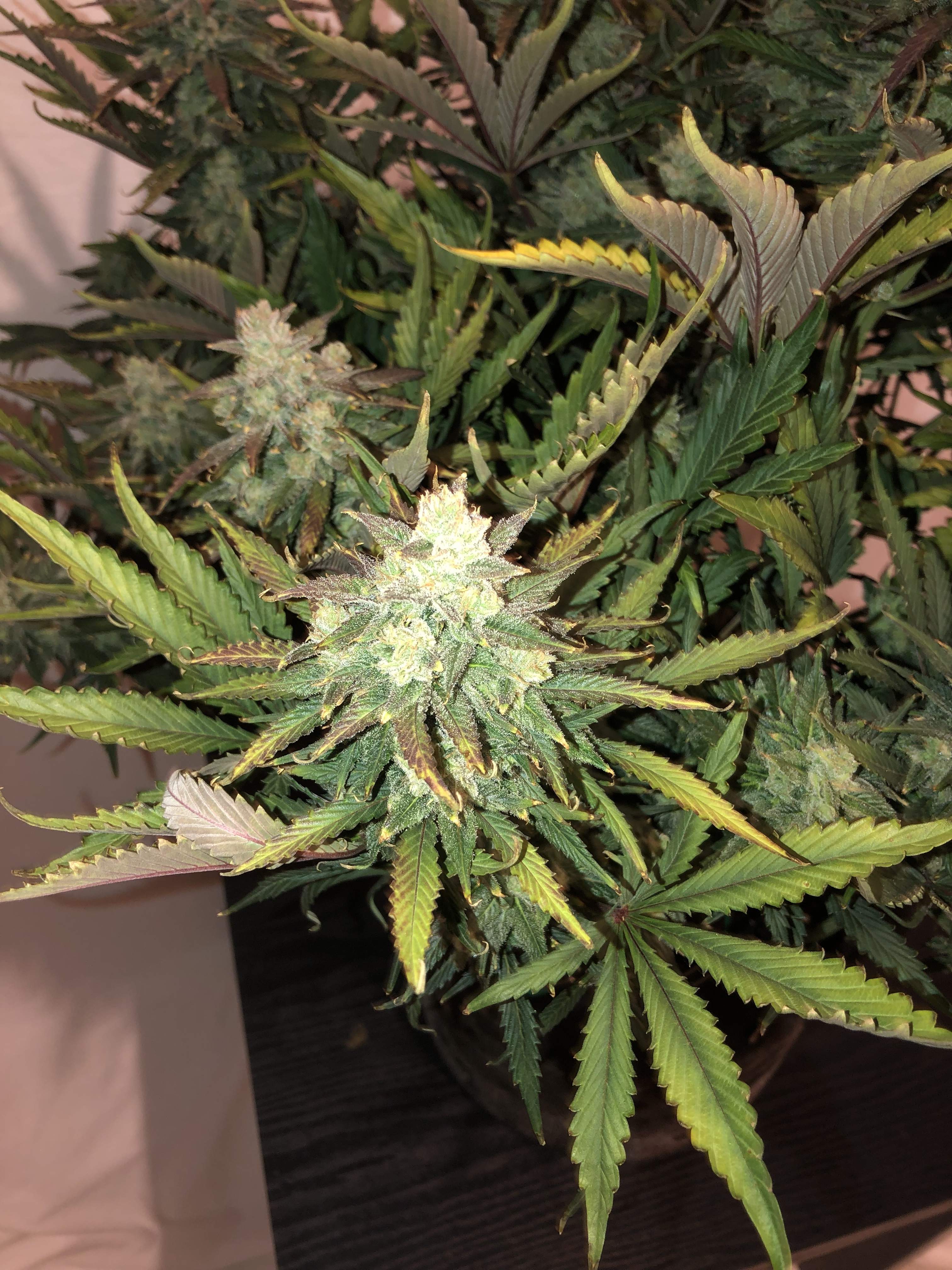 Gorilla Glue