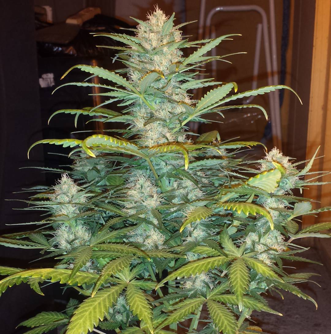 West Coast O.G.