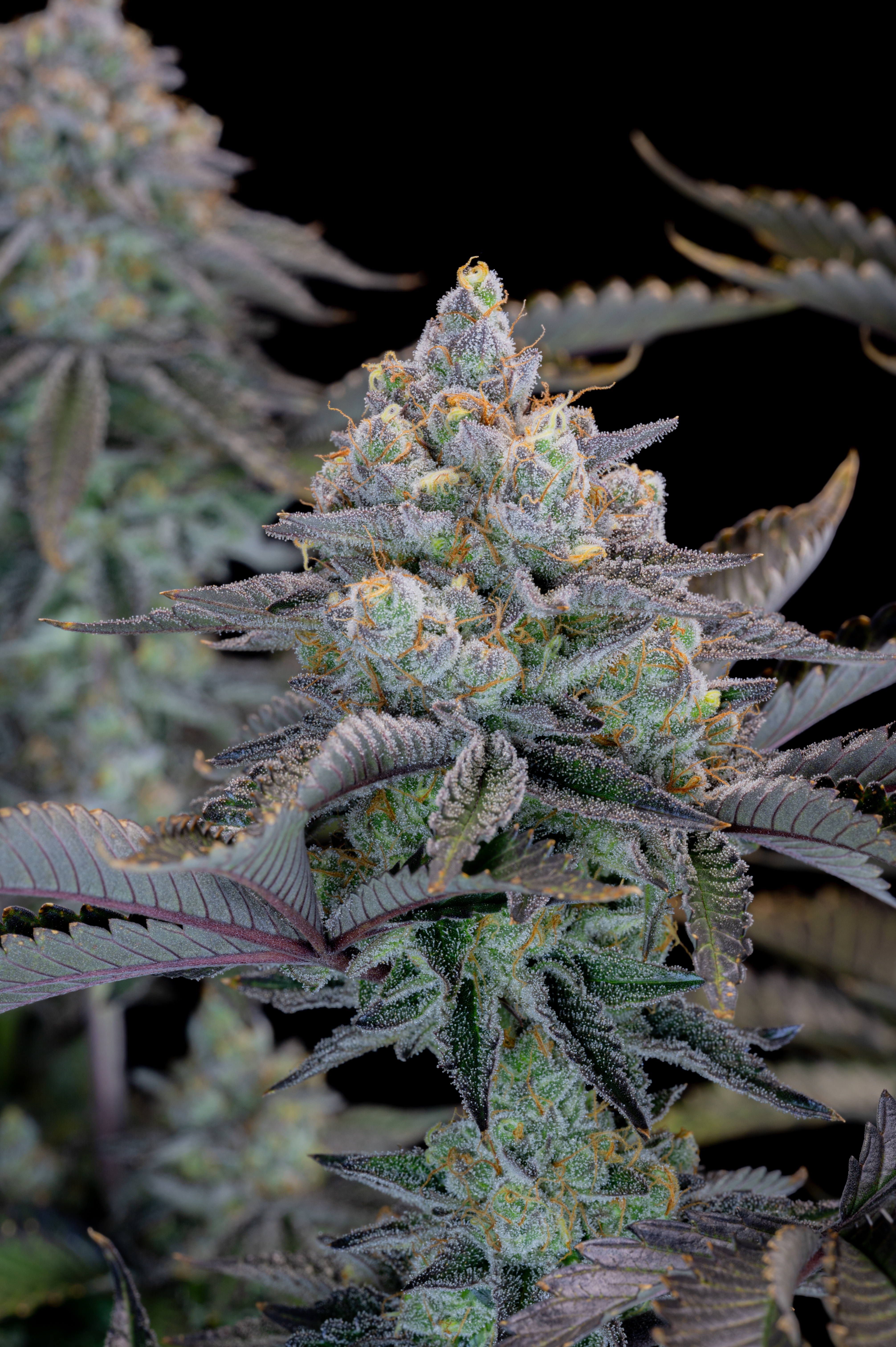 Gorilla Cookies FF