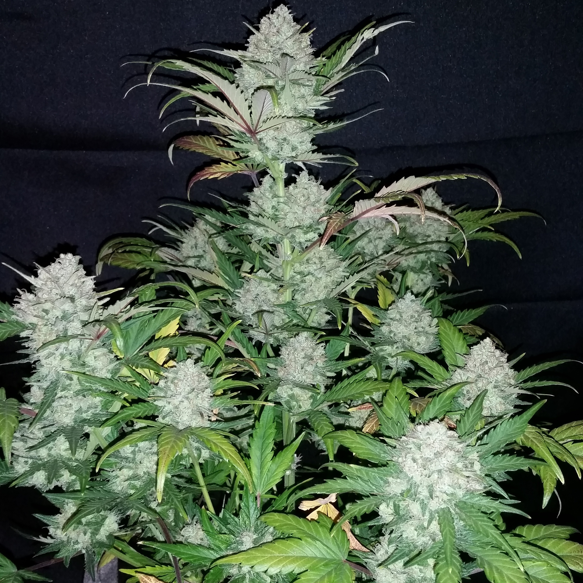 Pineapple Express