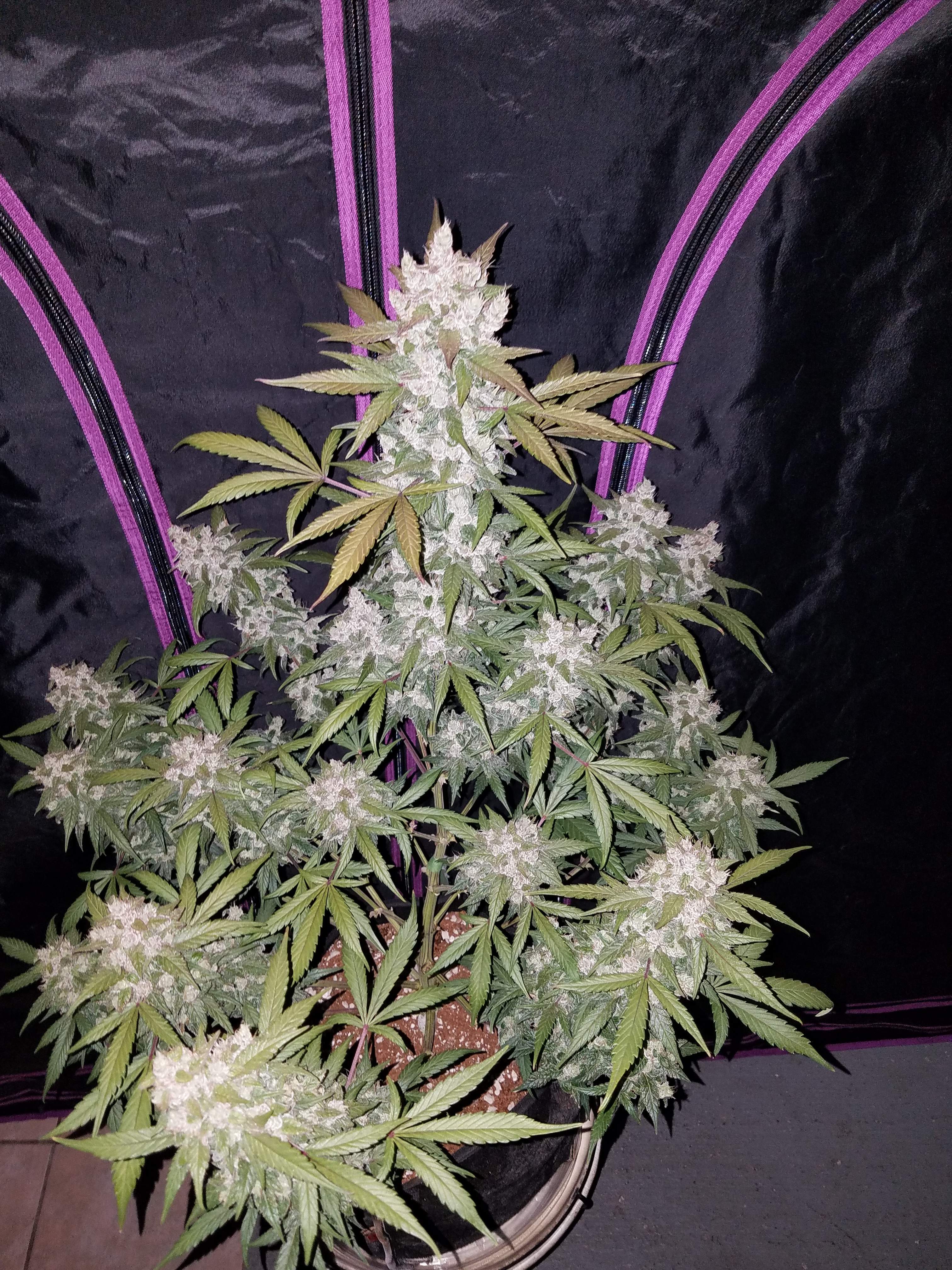 Girl Scout Cookies
