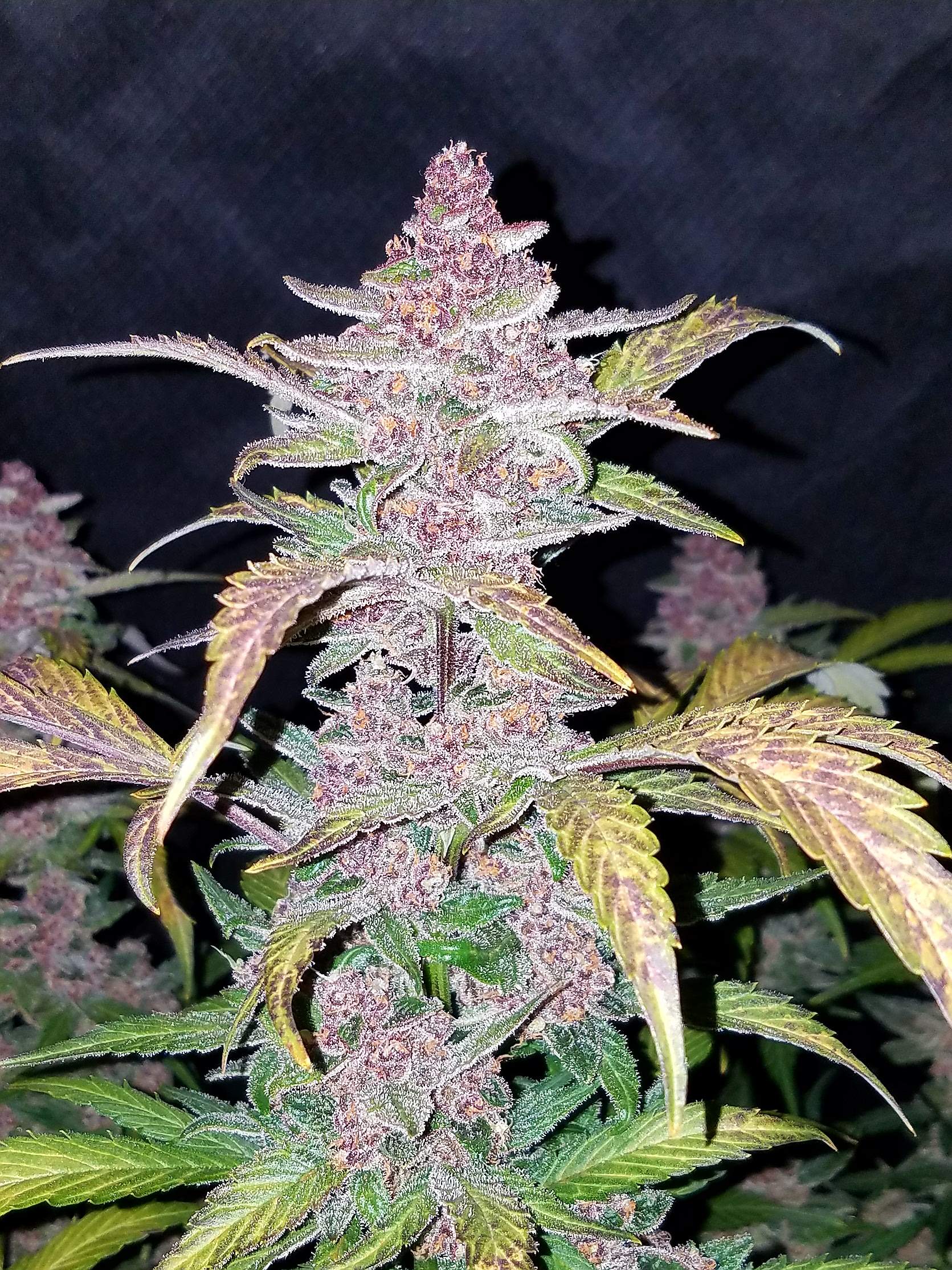 Blackberry