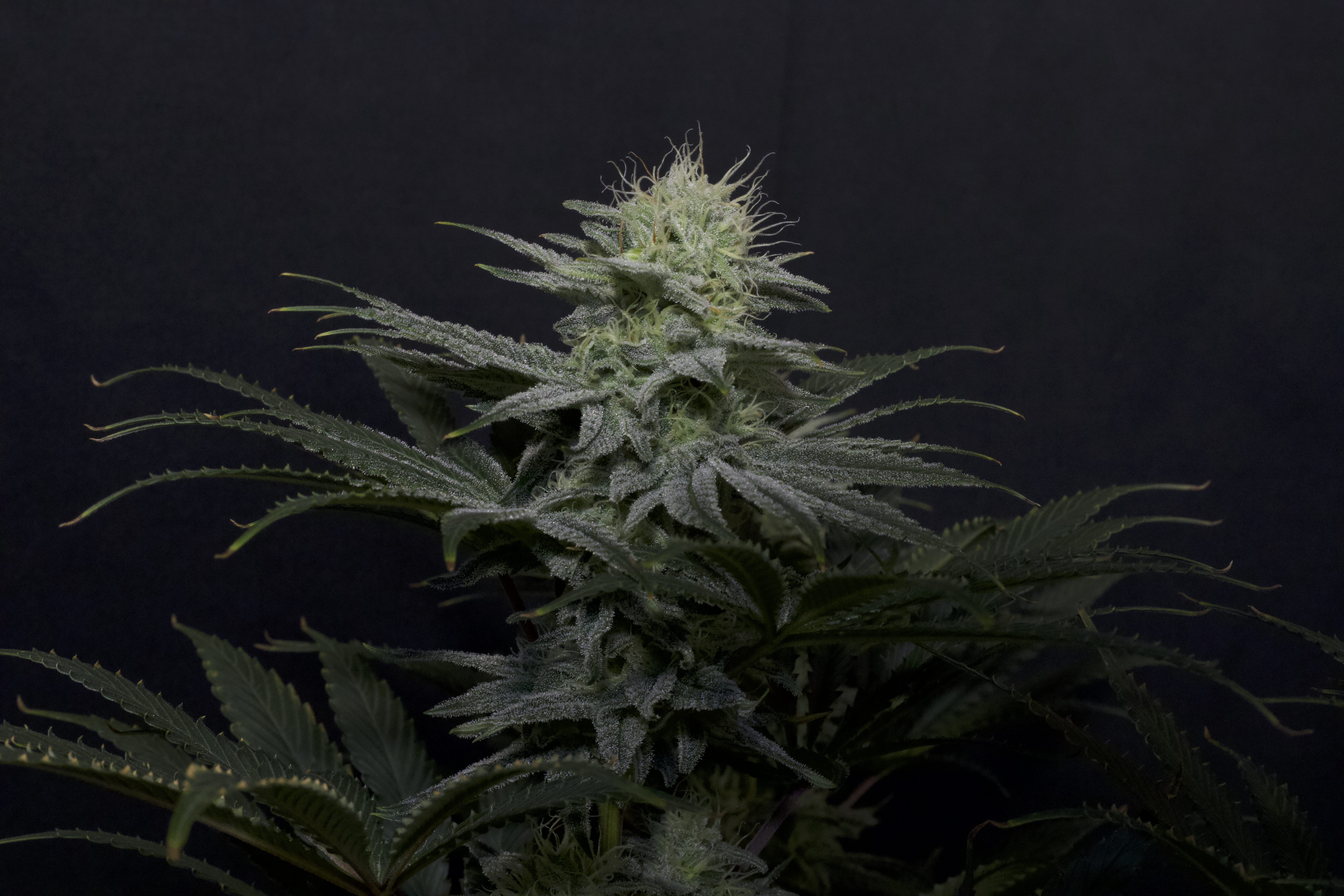 Gorilla Sherbet FF